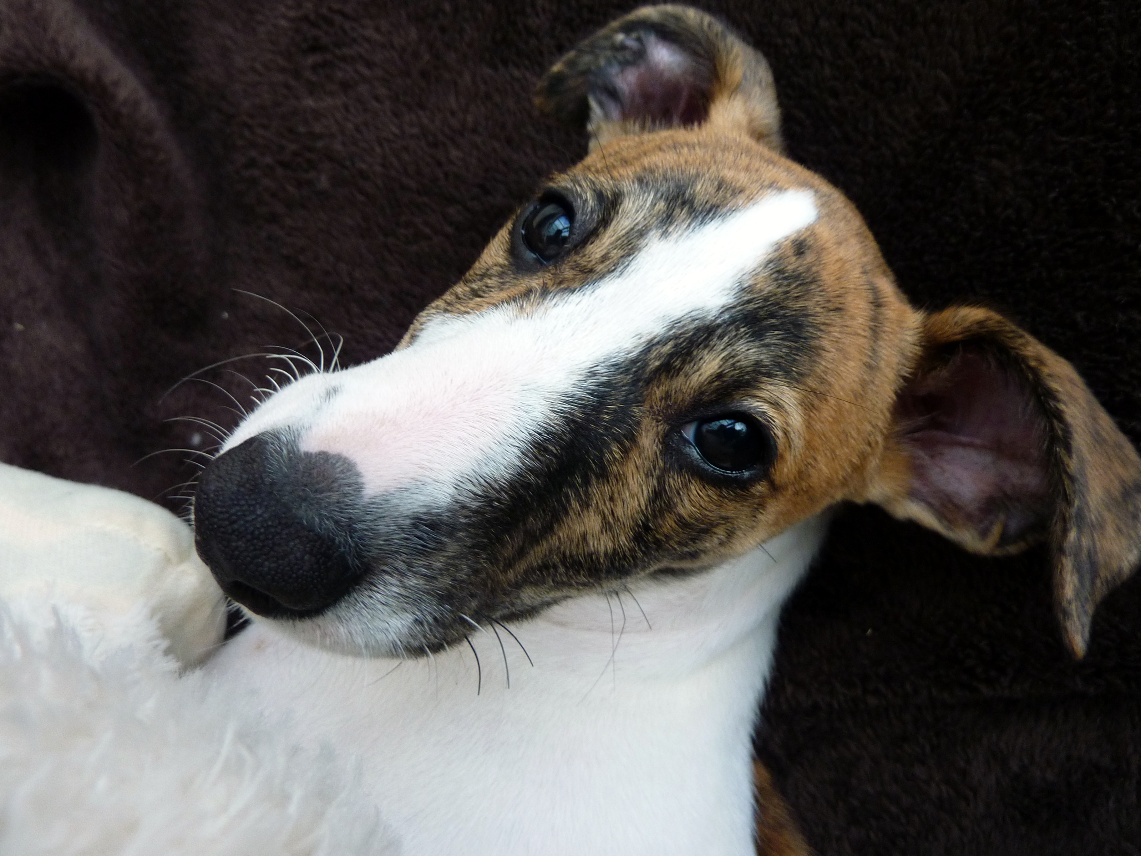 Close-up of a Whippet's head