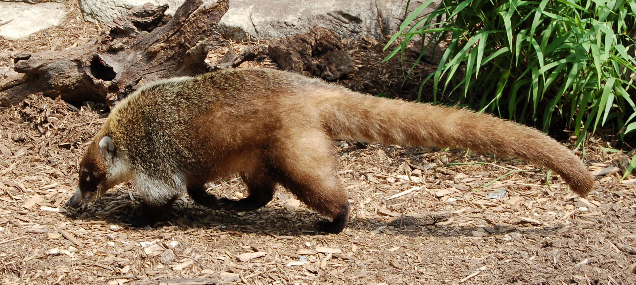 Coati Nasua narica Side 2212px