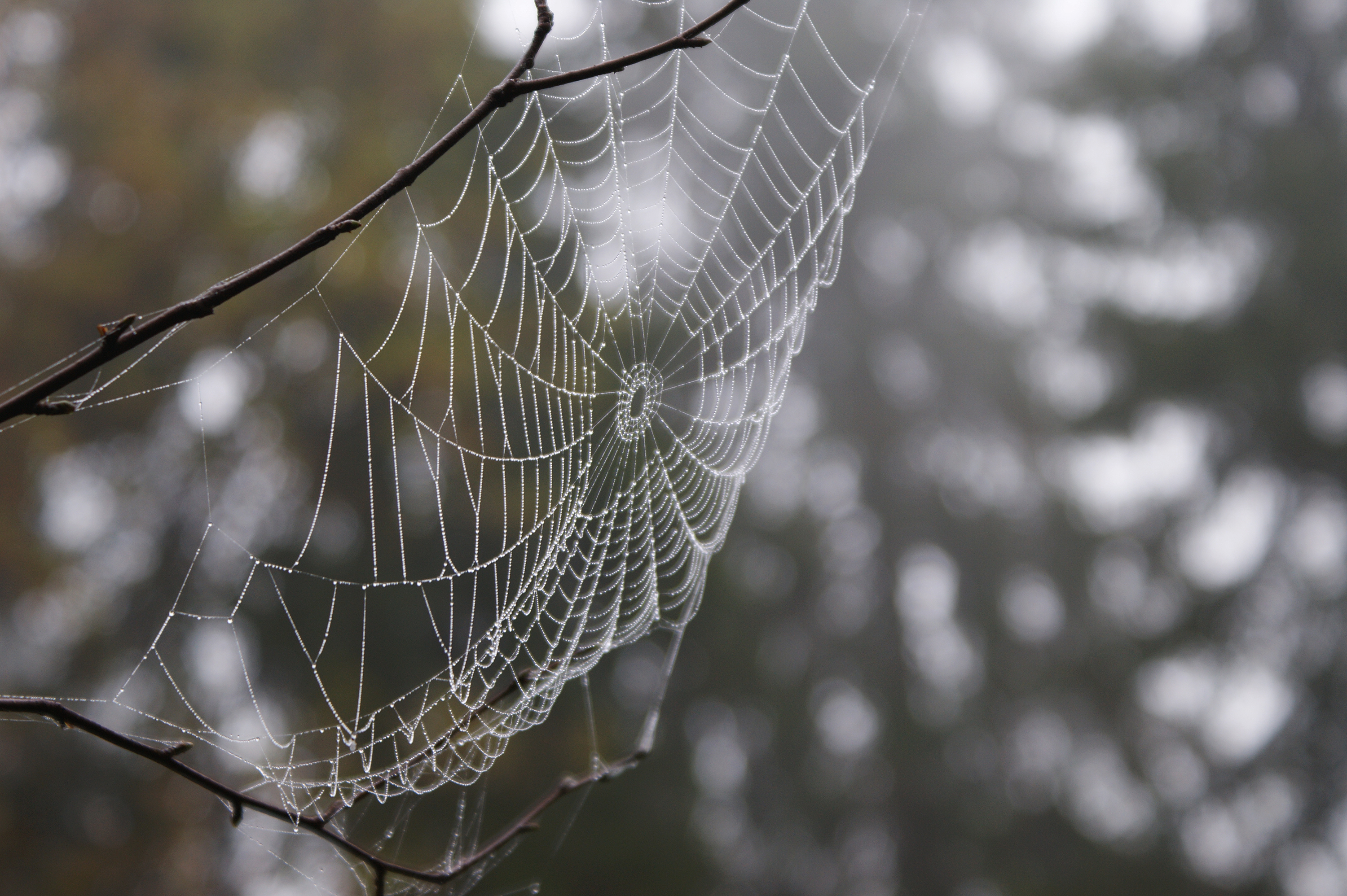 Cobweb (6200880673)