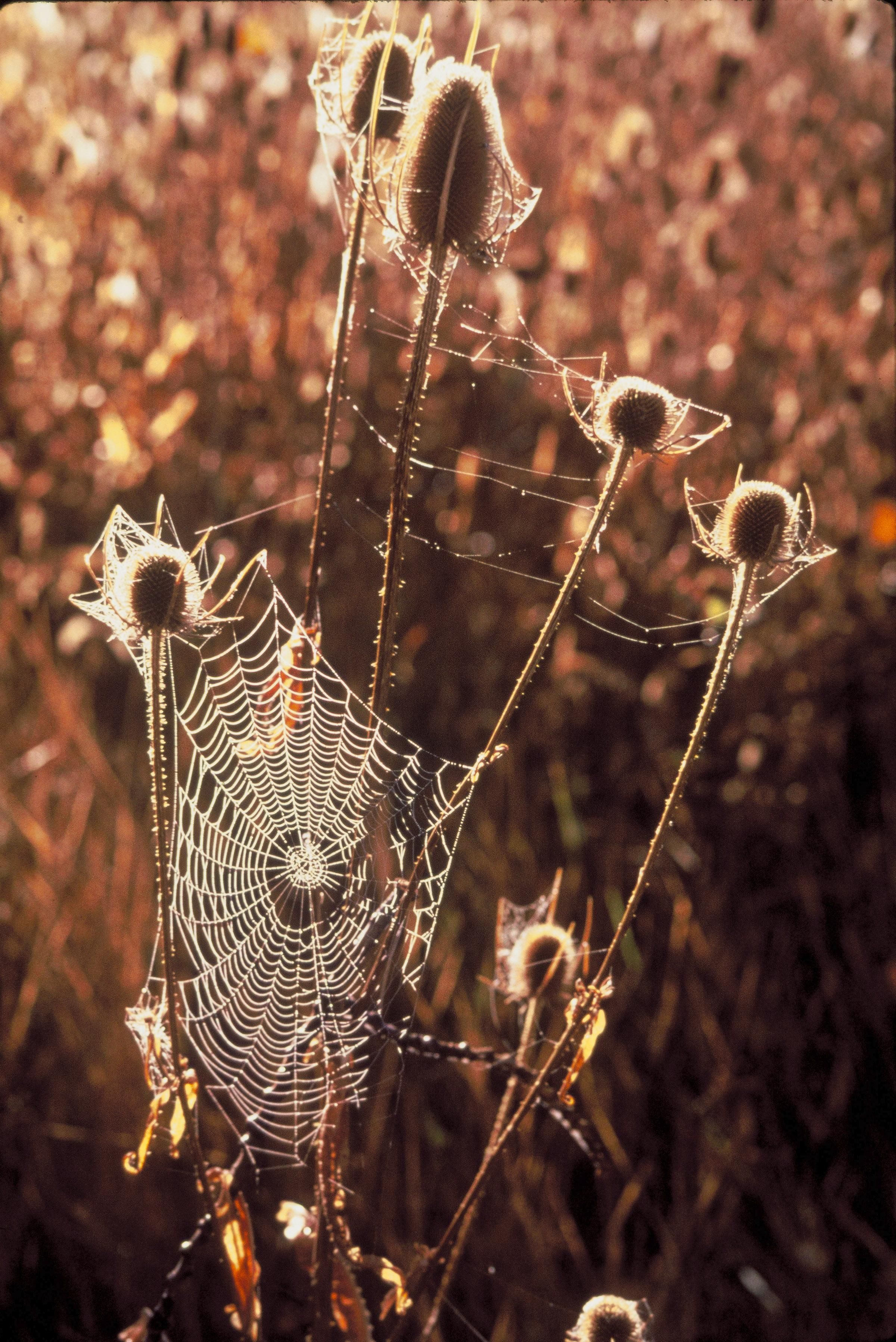 Cobwebs on teasel