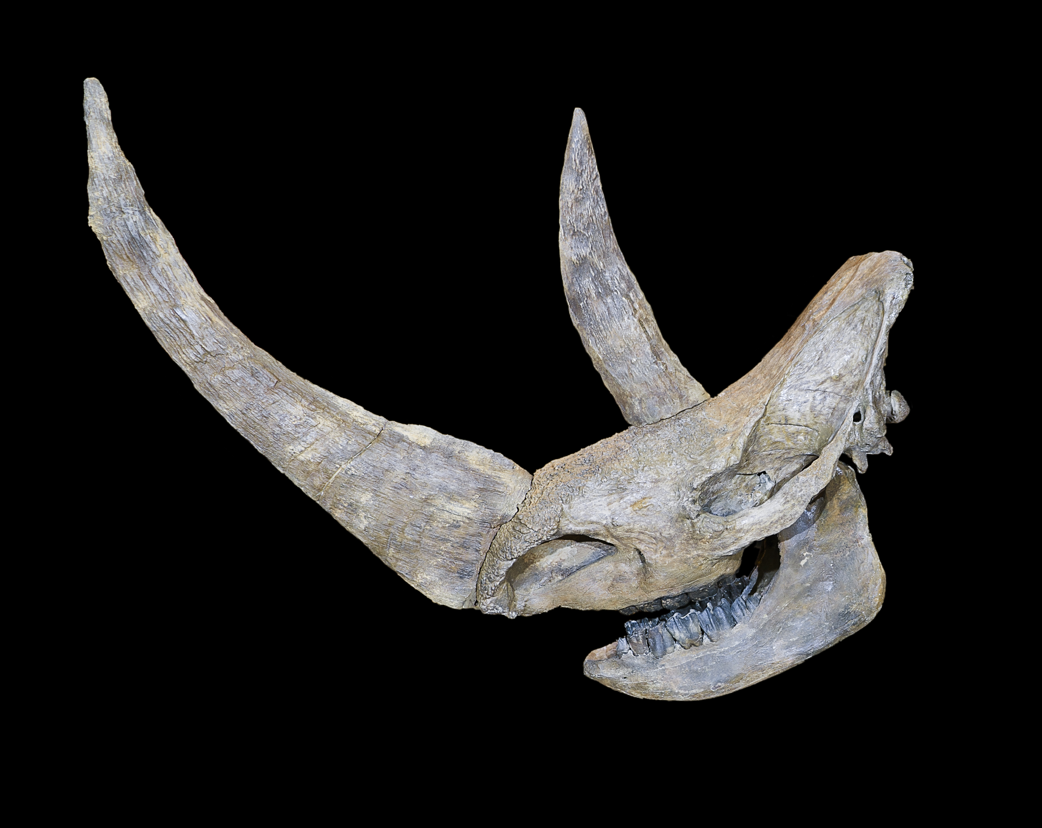 Coelodonta antiquitatis Crane