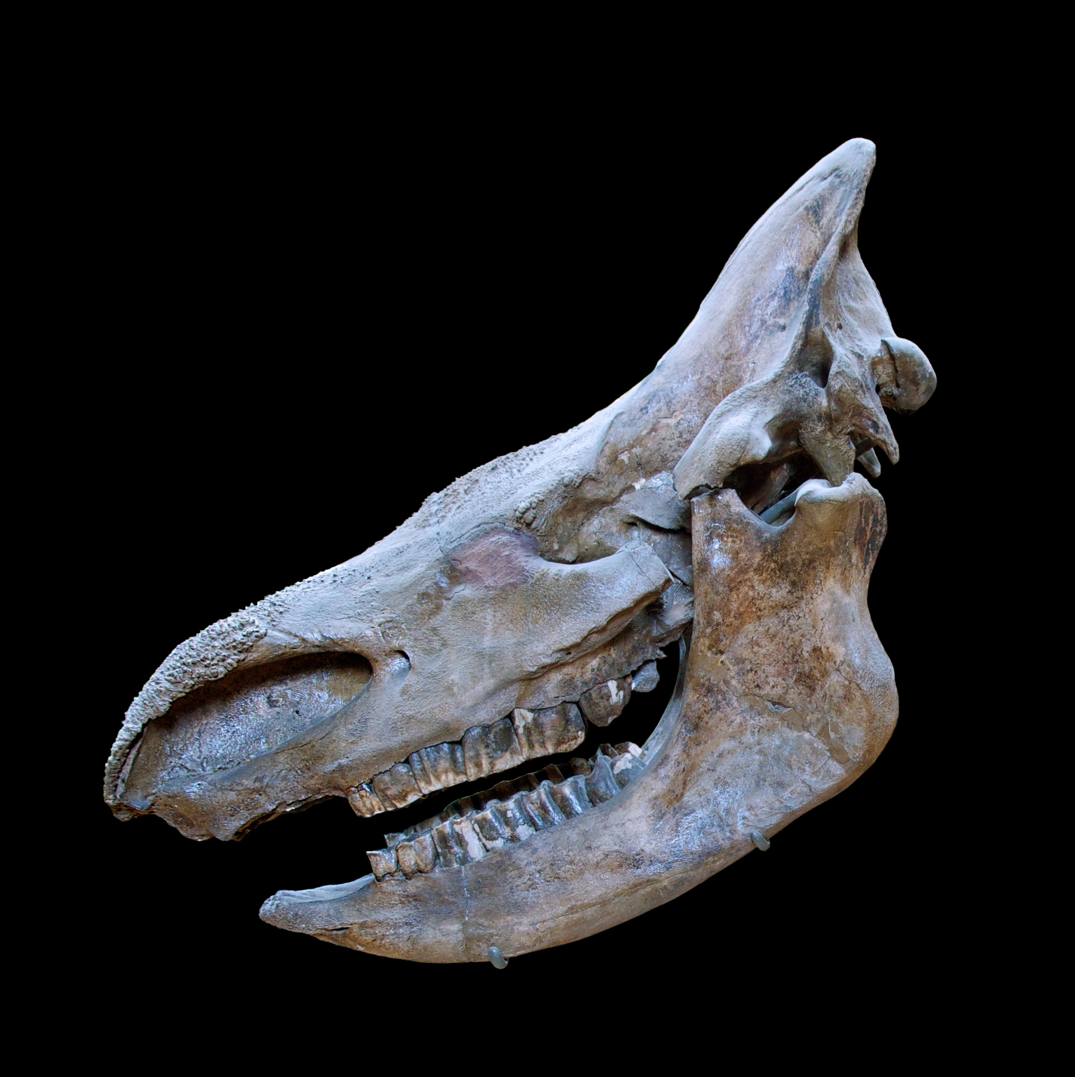 Coelondonta antiquitatis Blumenbach MNHN 1