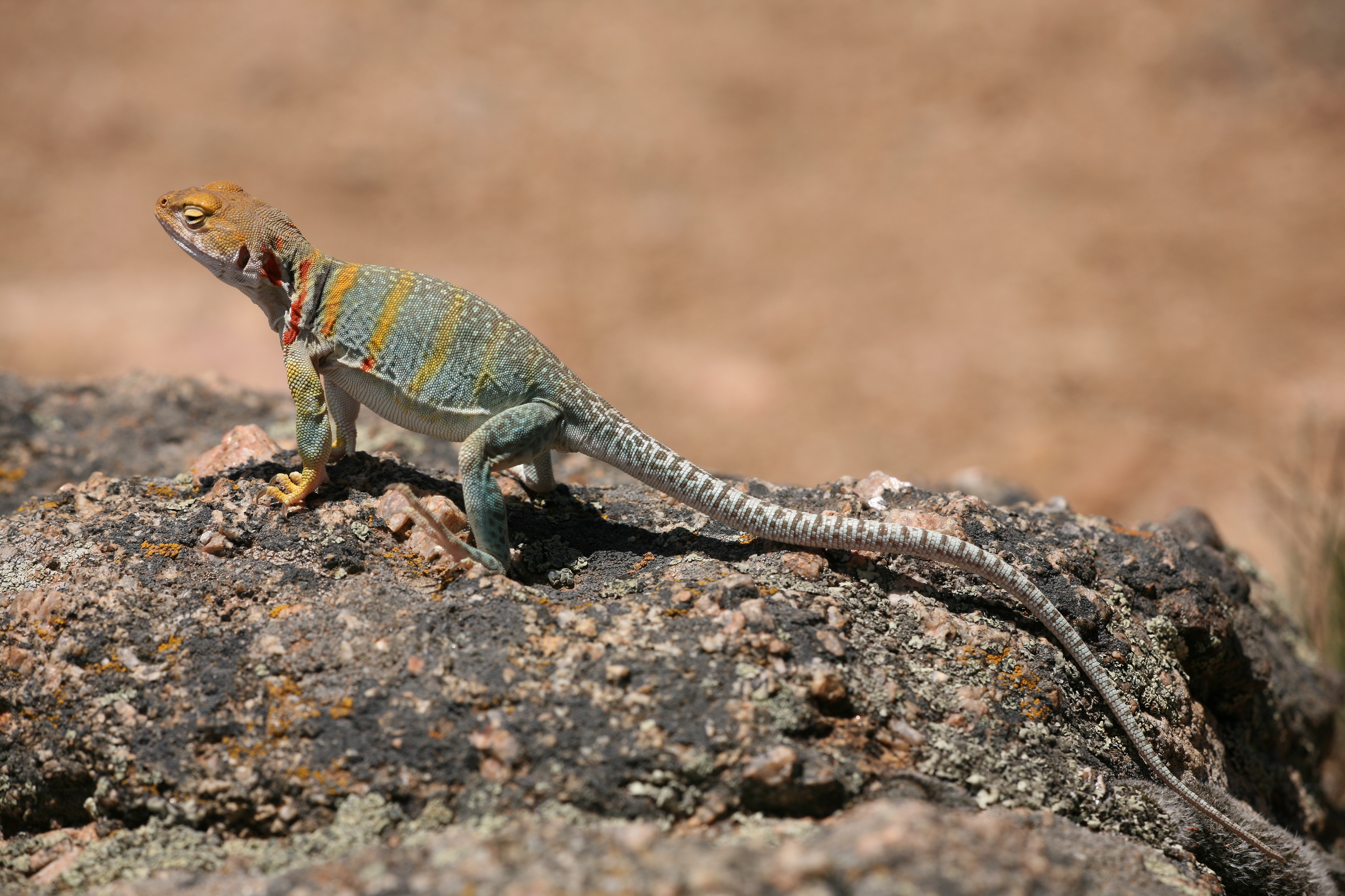 Collared Lizard 2