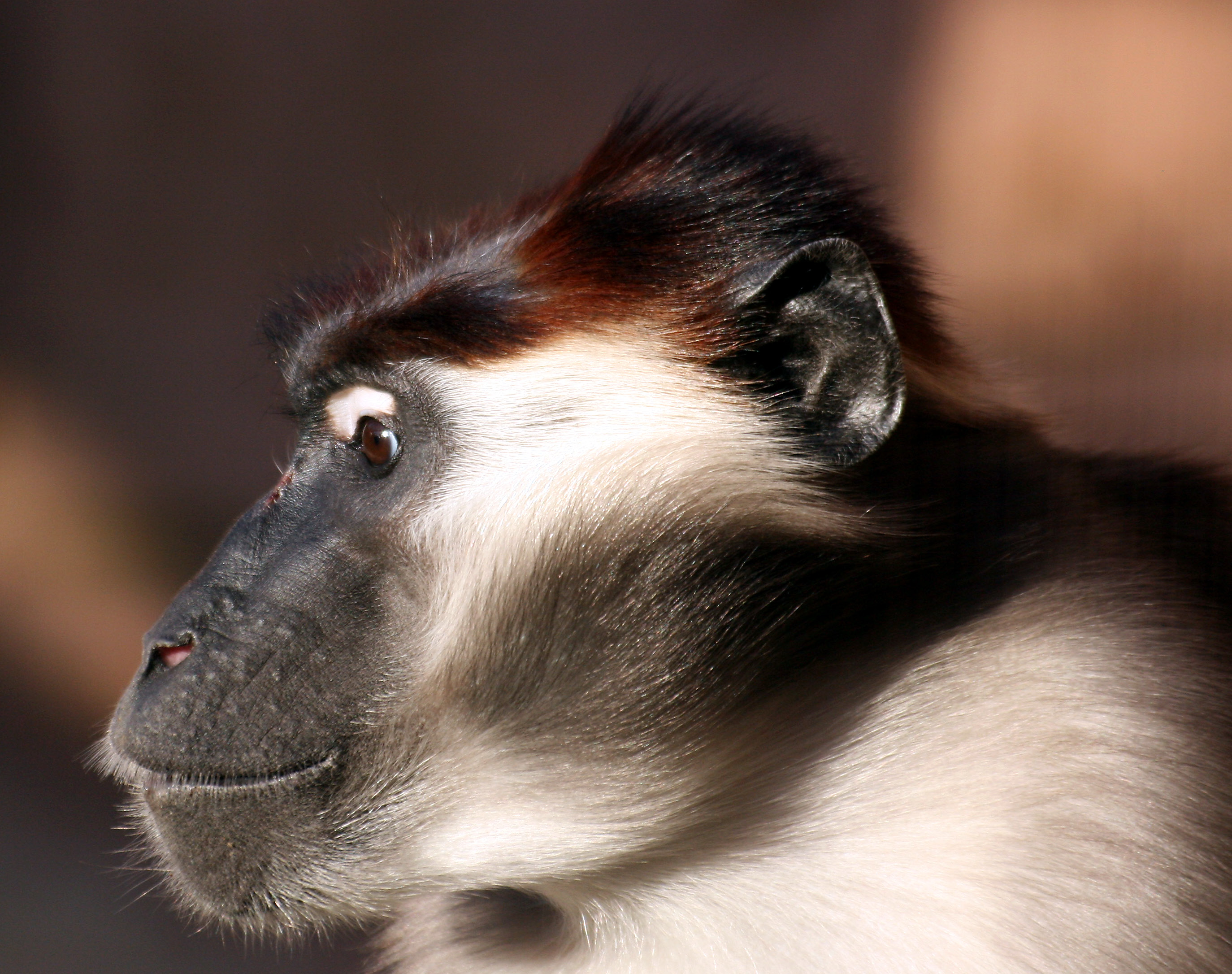 Collared mangabey, Colchester Zoo