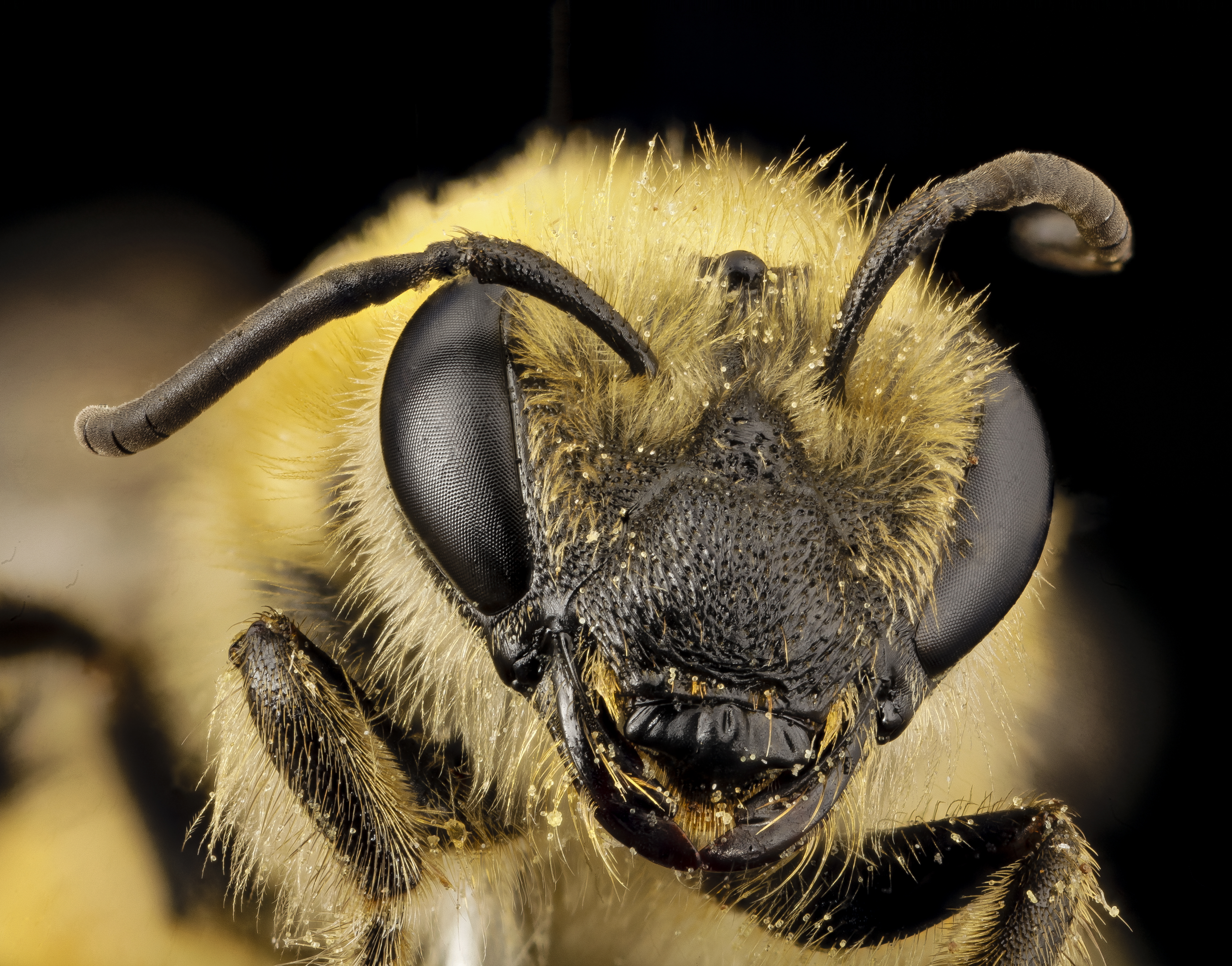 Colletes hederae, f, country unk, face 2014-08-09-18.06.18 ZS PMax (15126328515)