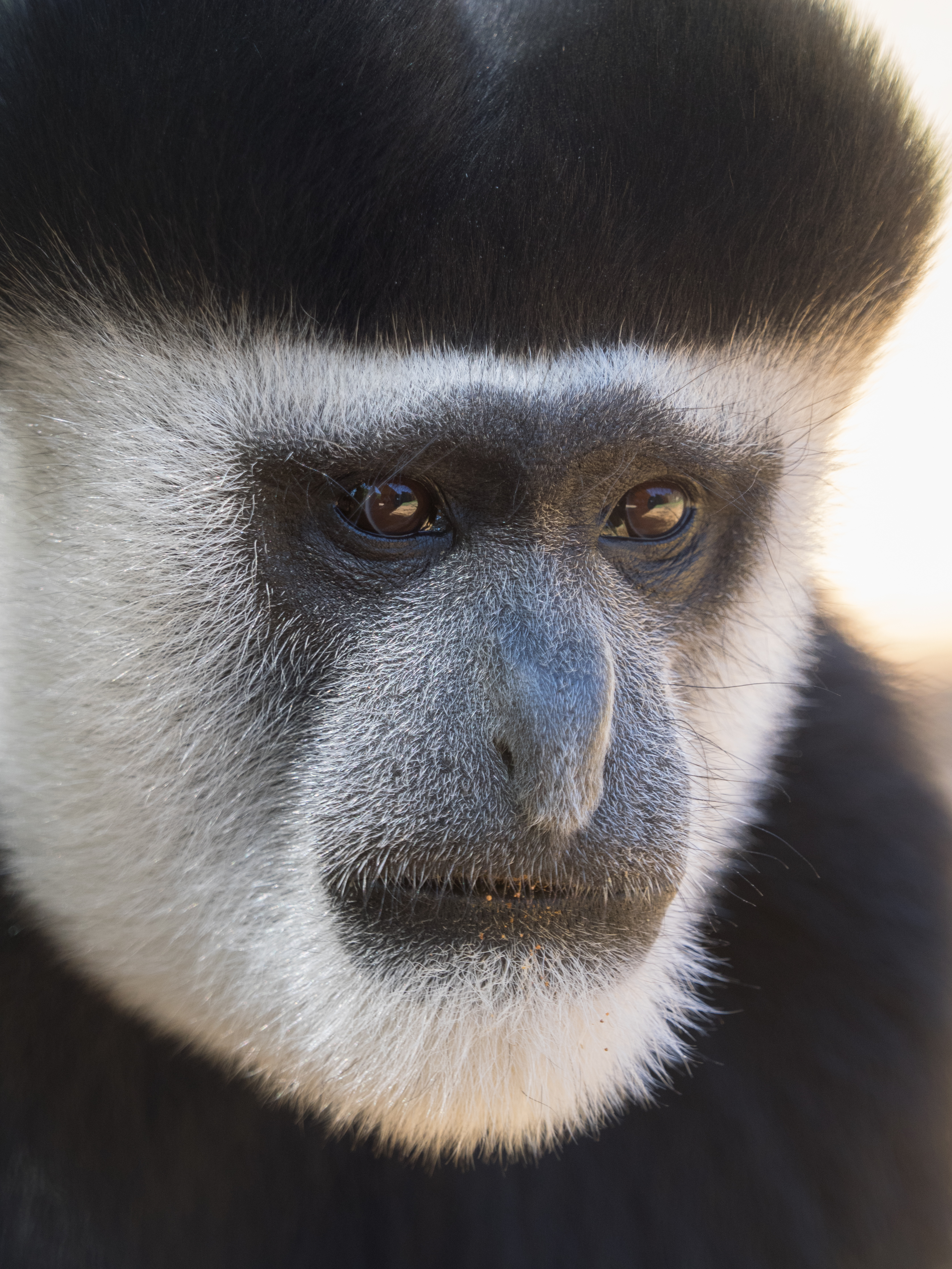 Colobus guereza Lagos Zoo Portugal