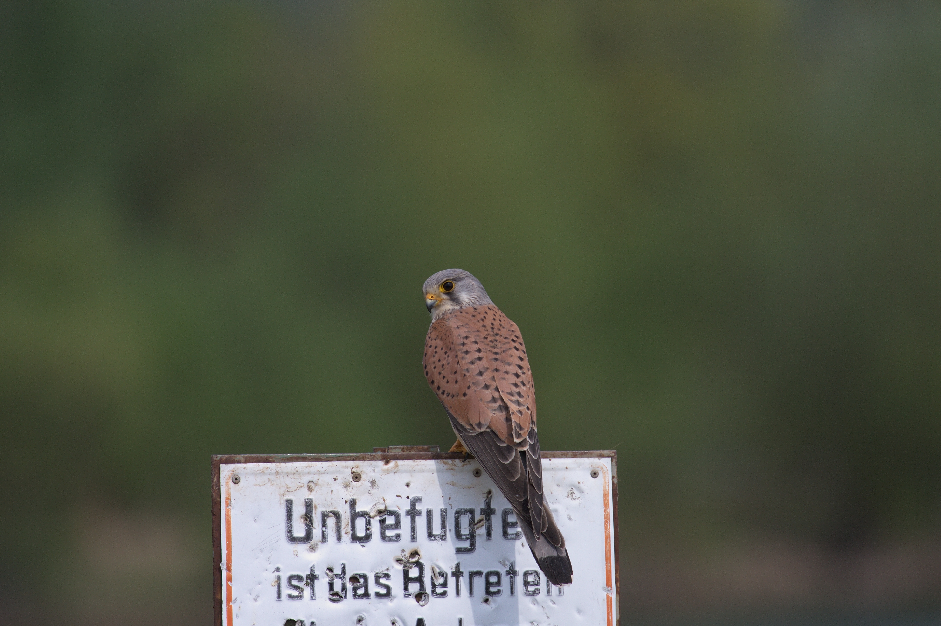 Common kestrel falco tinnunculus-original