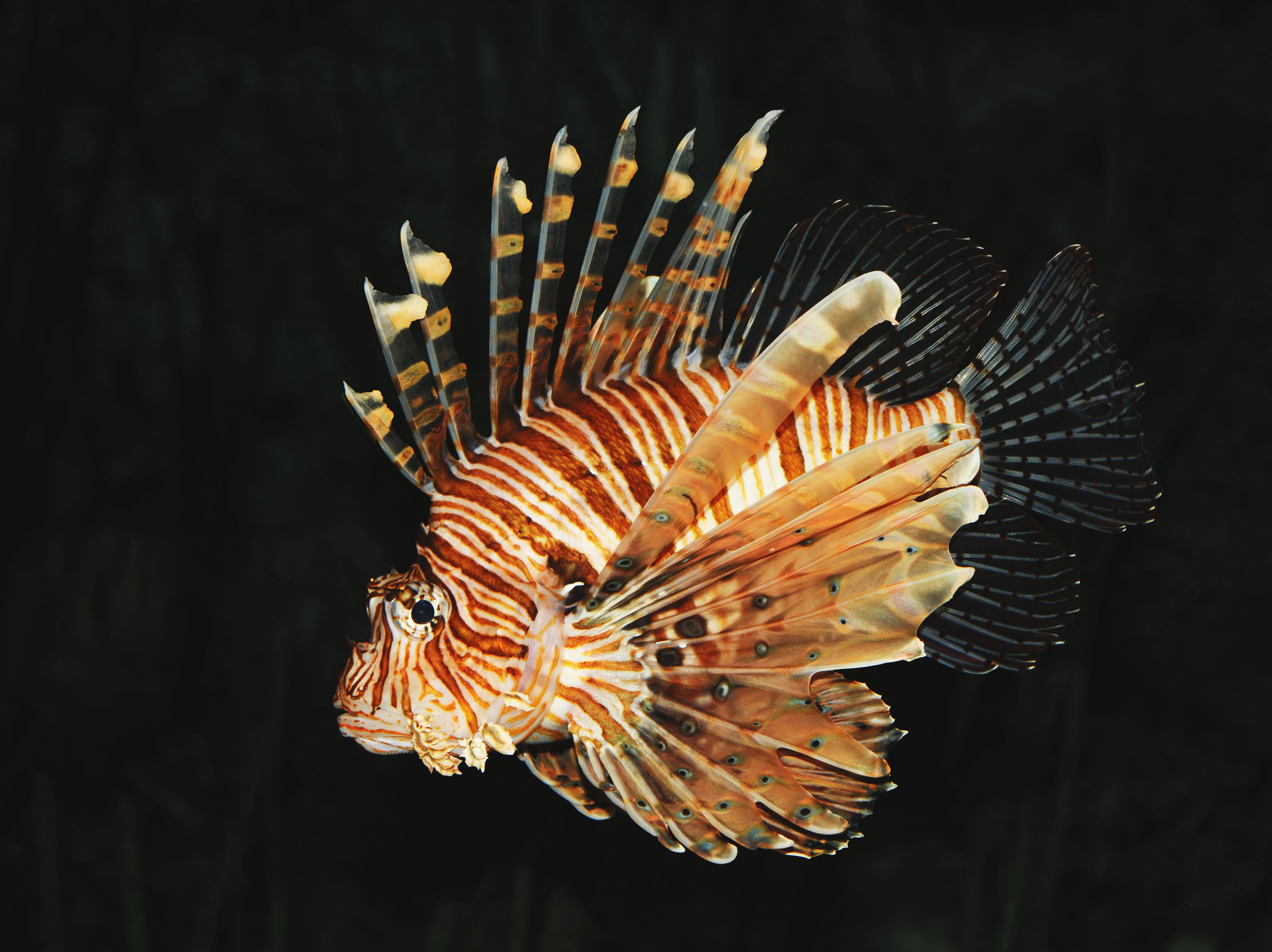 Common lion fish Pterois volitans