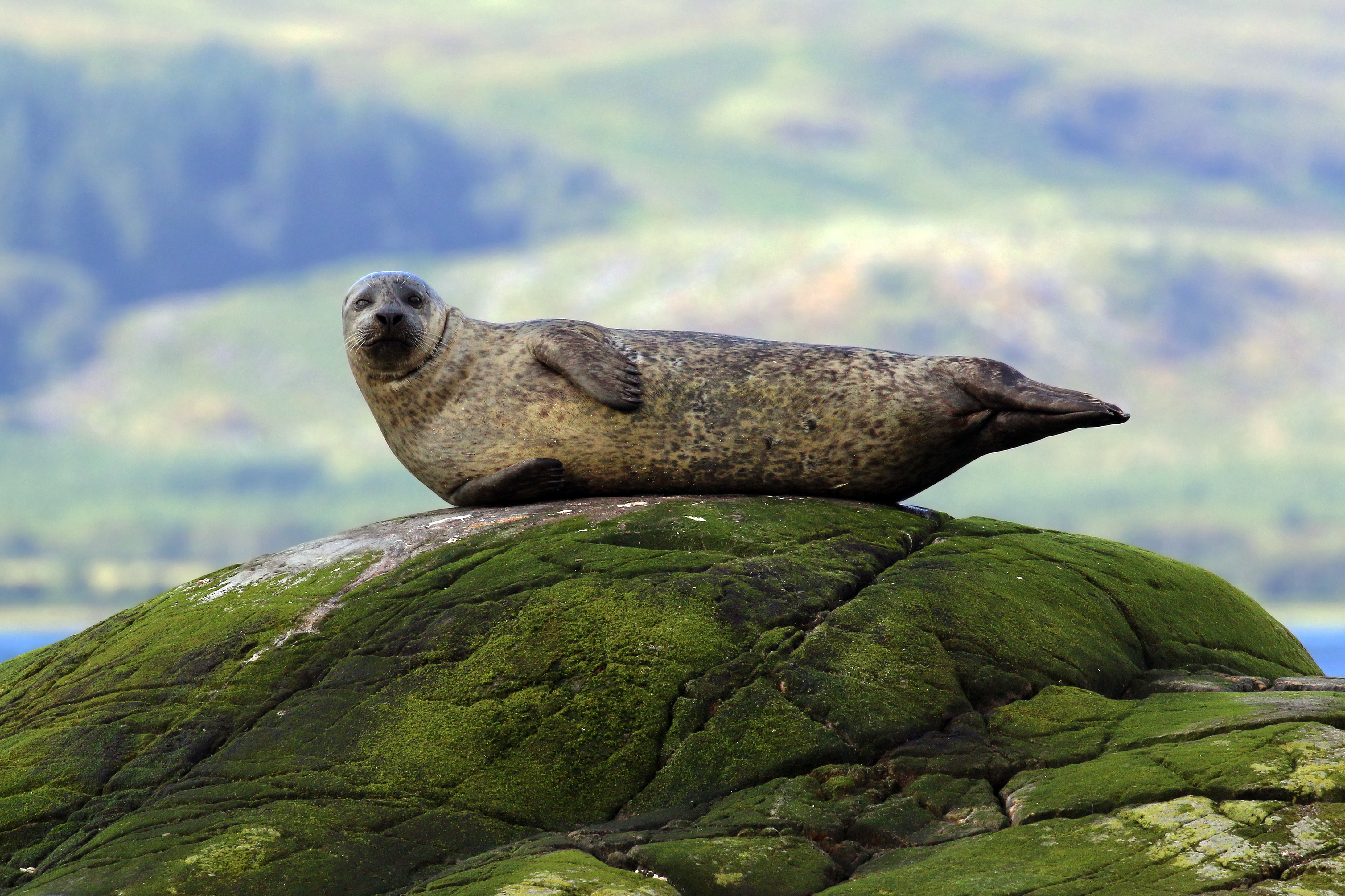 Common seal (Phoca vitulina) 2