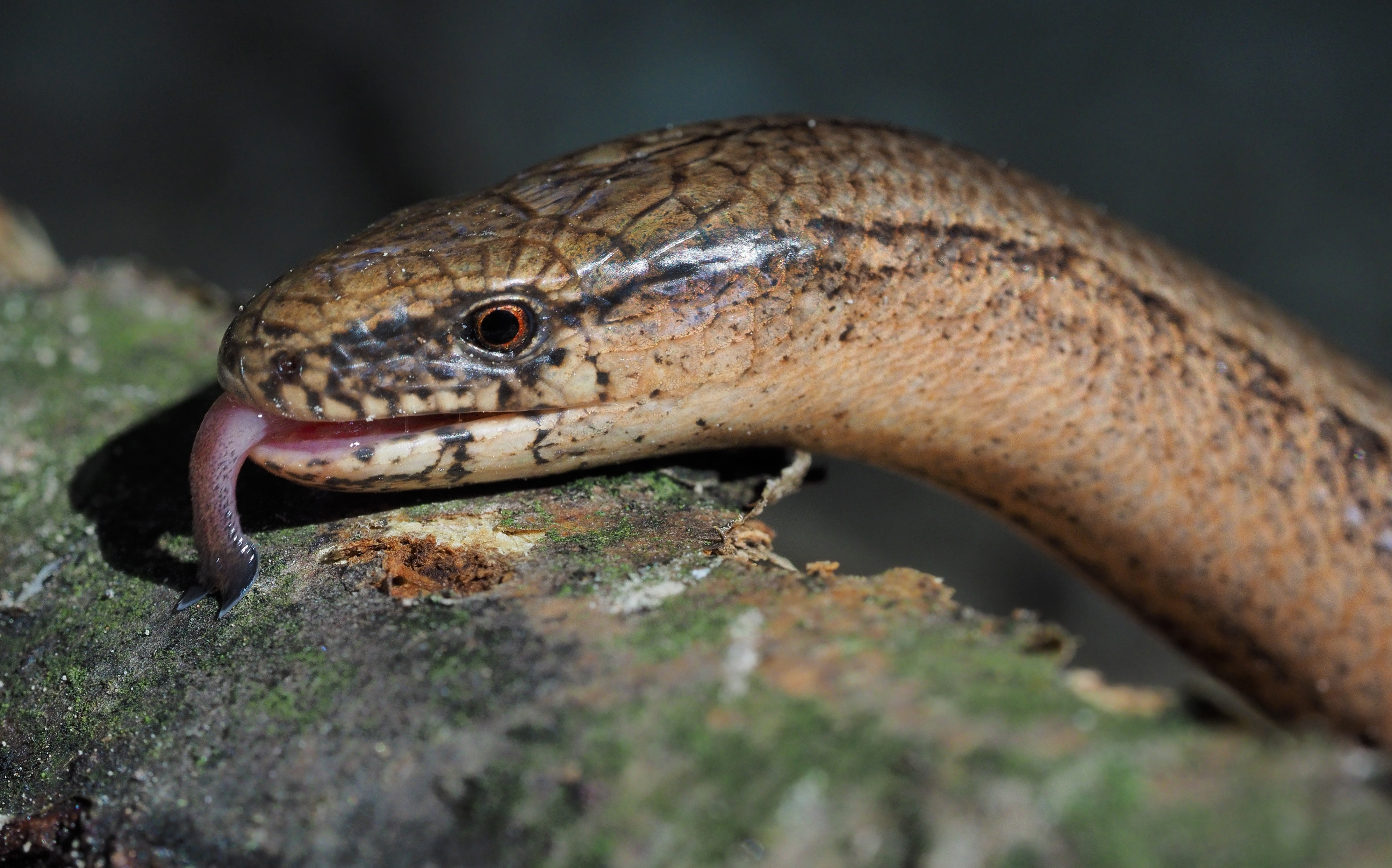 Common slowworm (Anguis fragilis)