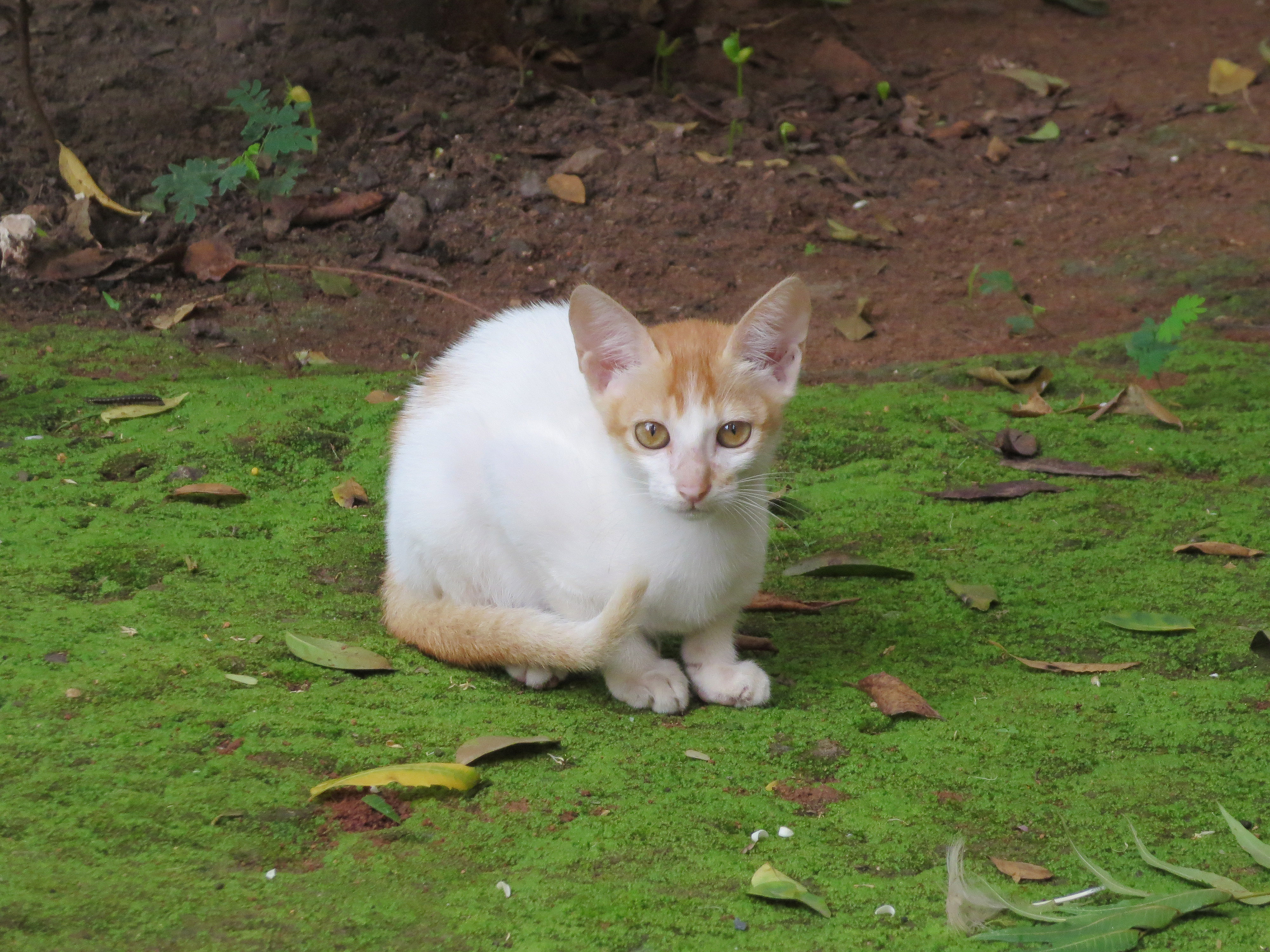 Commoncat juvenile