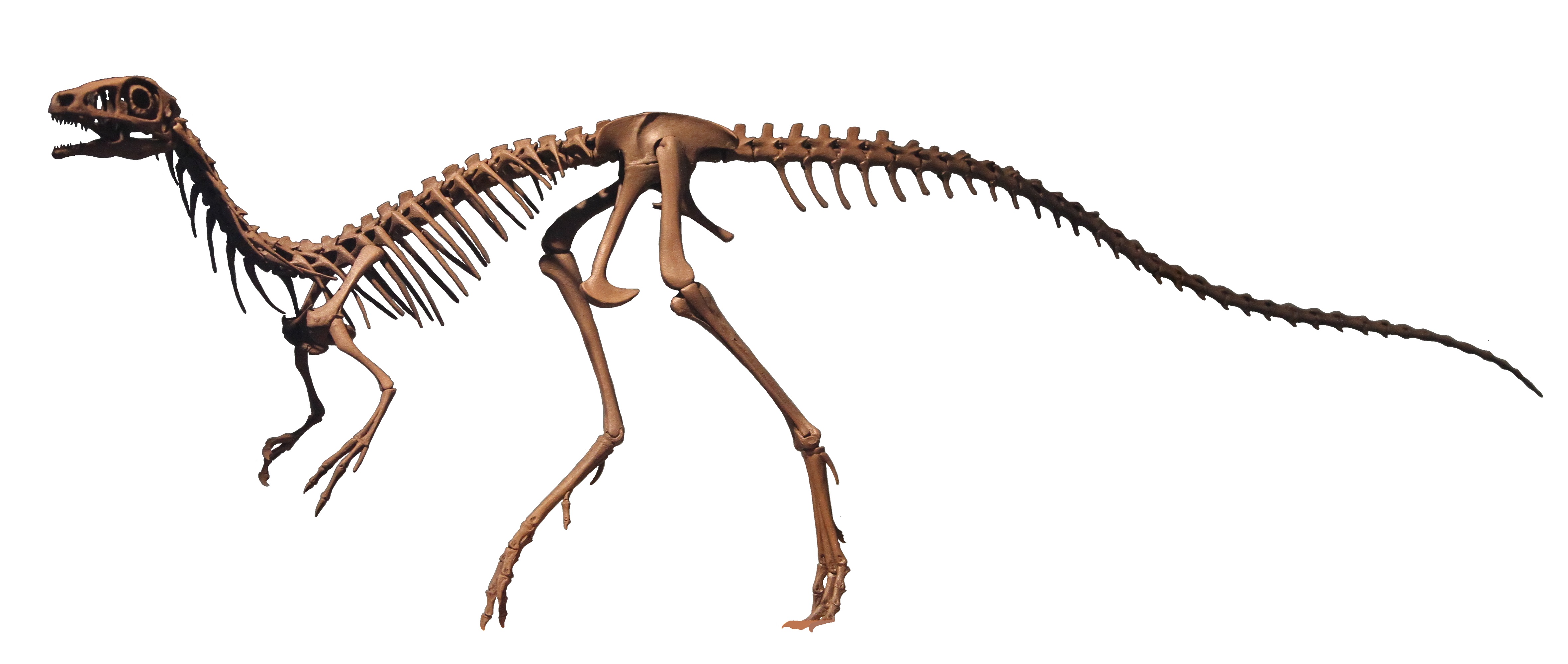 Compsognathus Philadelphia white background
