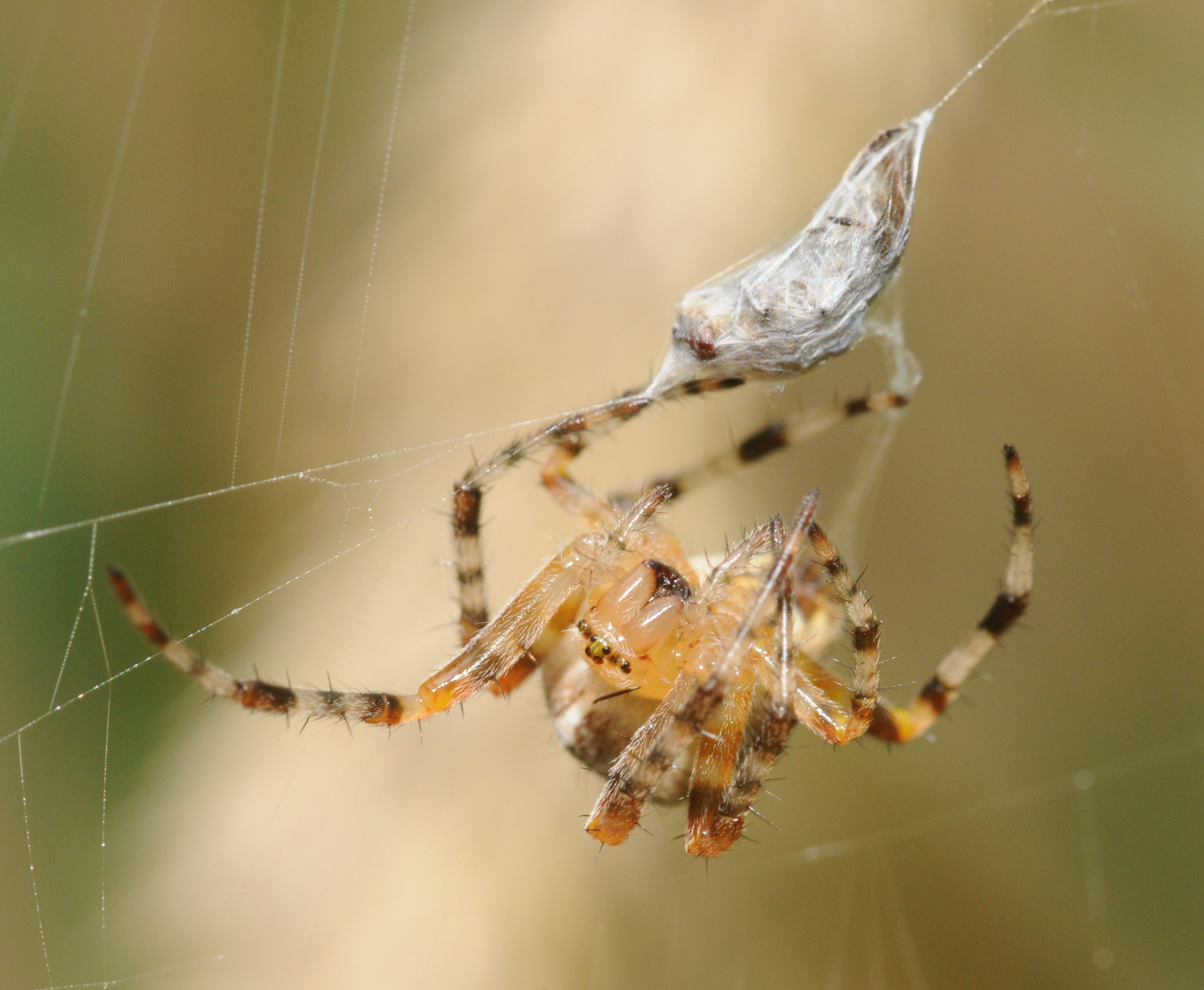 ComputerHotline - Araneus diadematus (by)