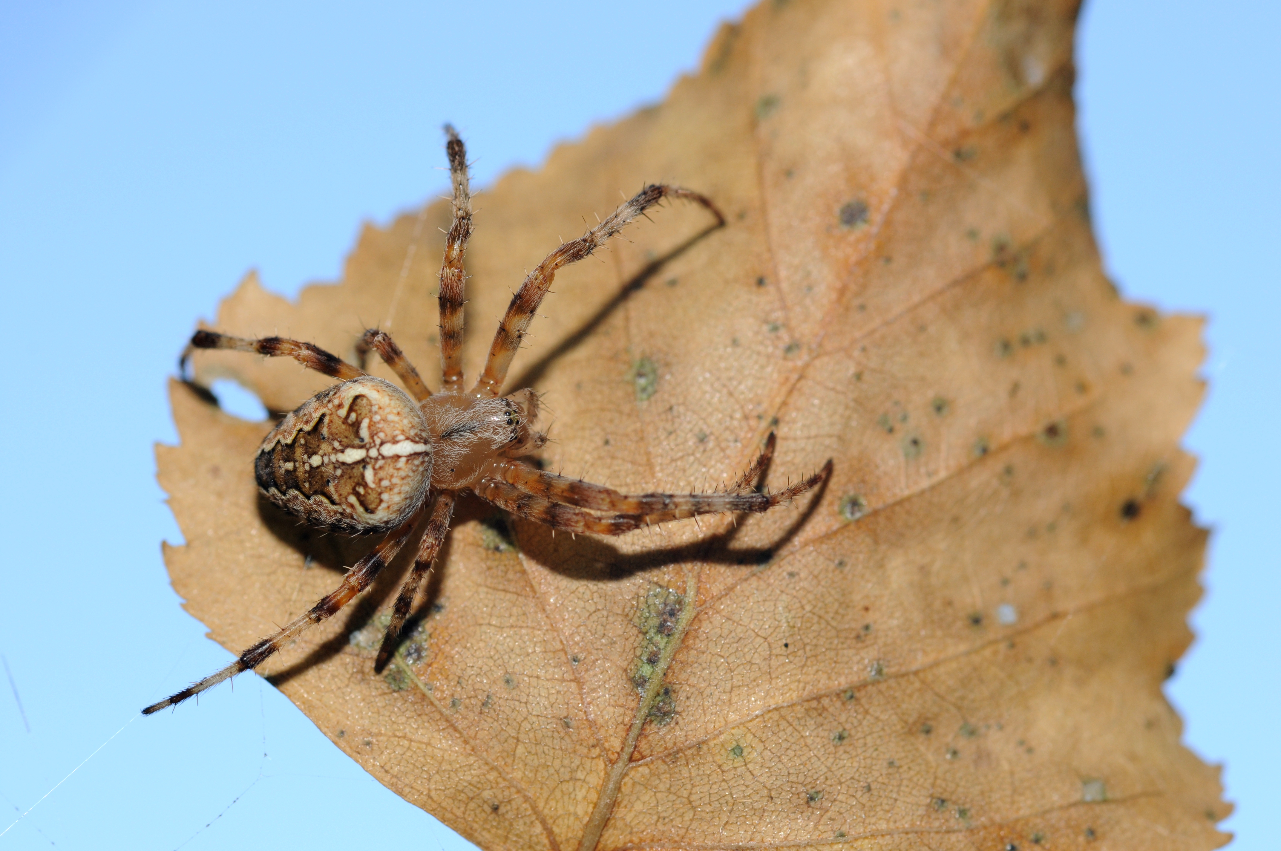 ComputerHotline - Araneus diadematus (by) (1)