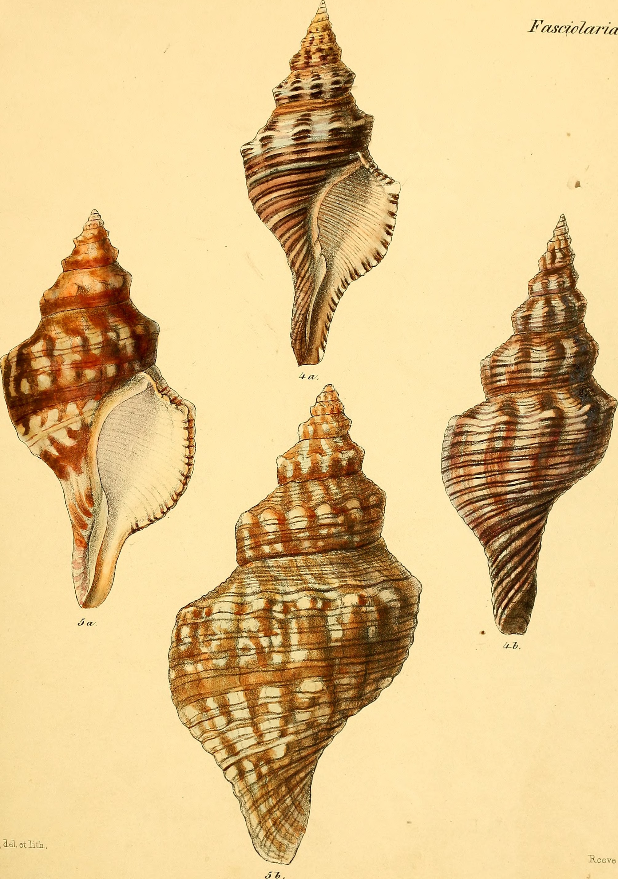 Conchologia iconica, or, Illustrations of the shells of molluscous animals (1843-1878) (20057771503)