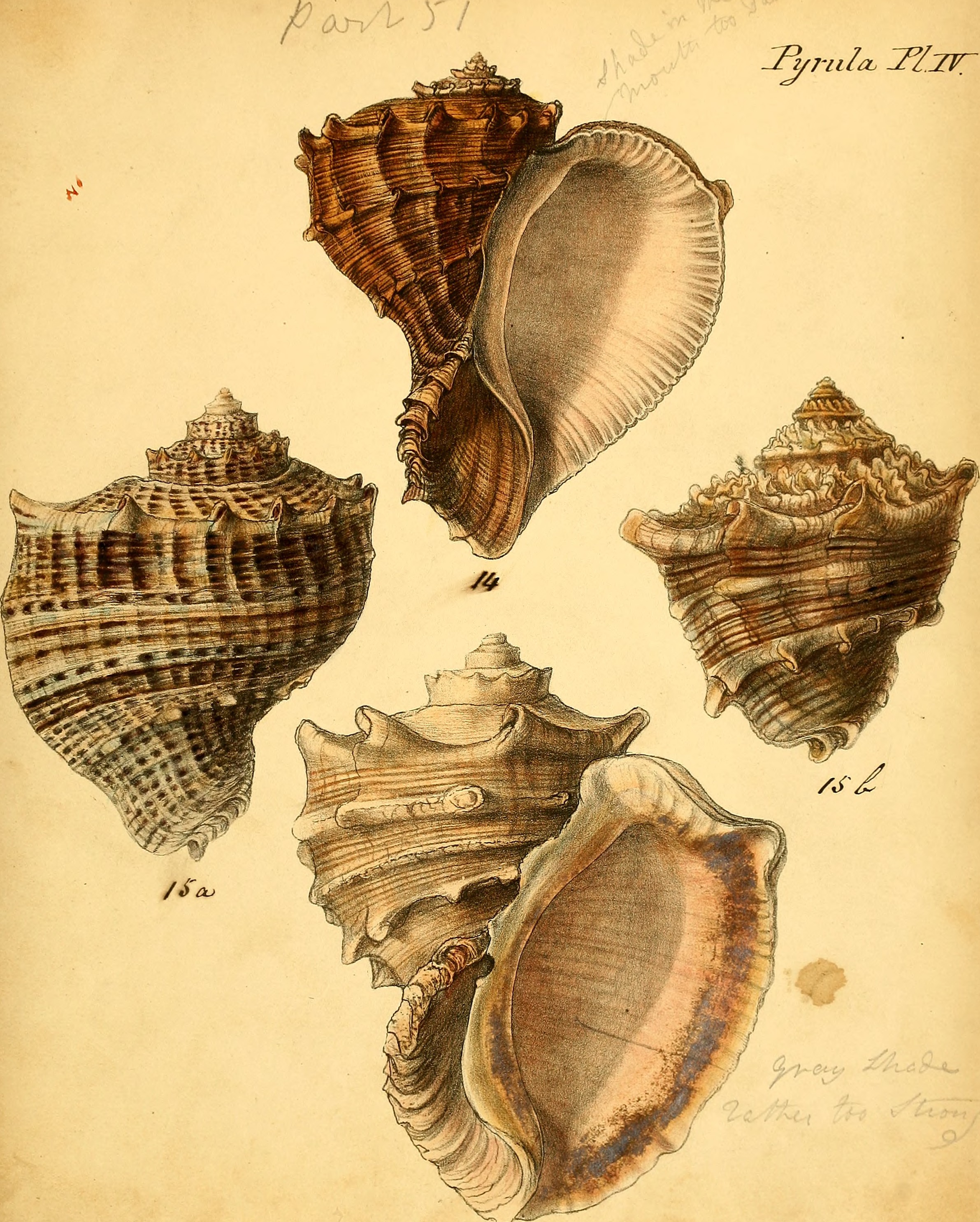 Conchologia iconica, or, Illustrations of the shells of molluscous animals (1843-1878) (20491824999)