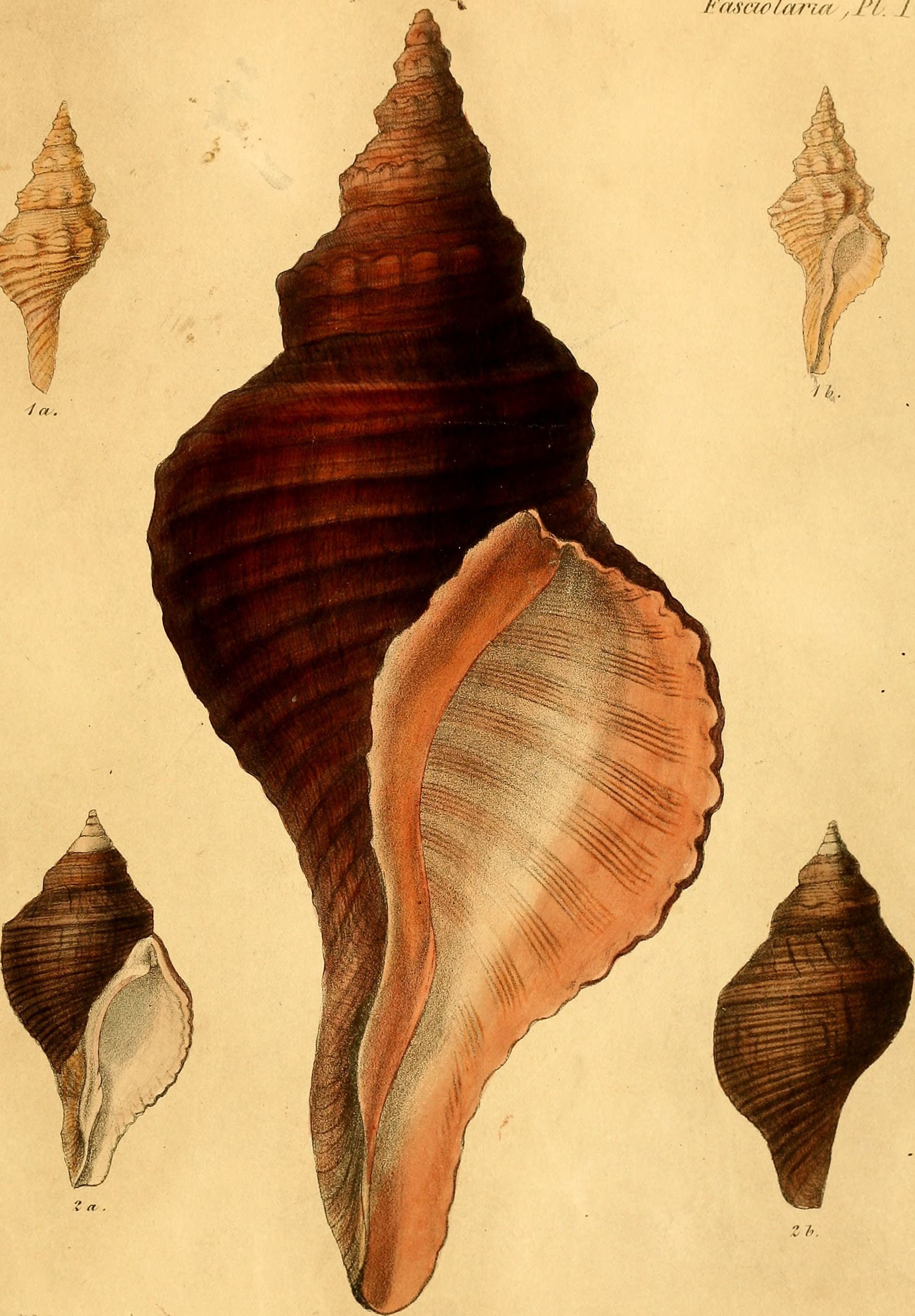 Conchologia iconica, or, Illustrations of the shells of molluscous animals (1843-1878) (20678722335)