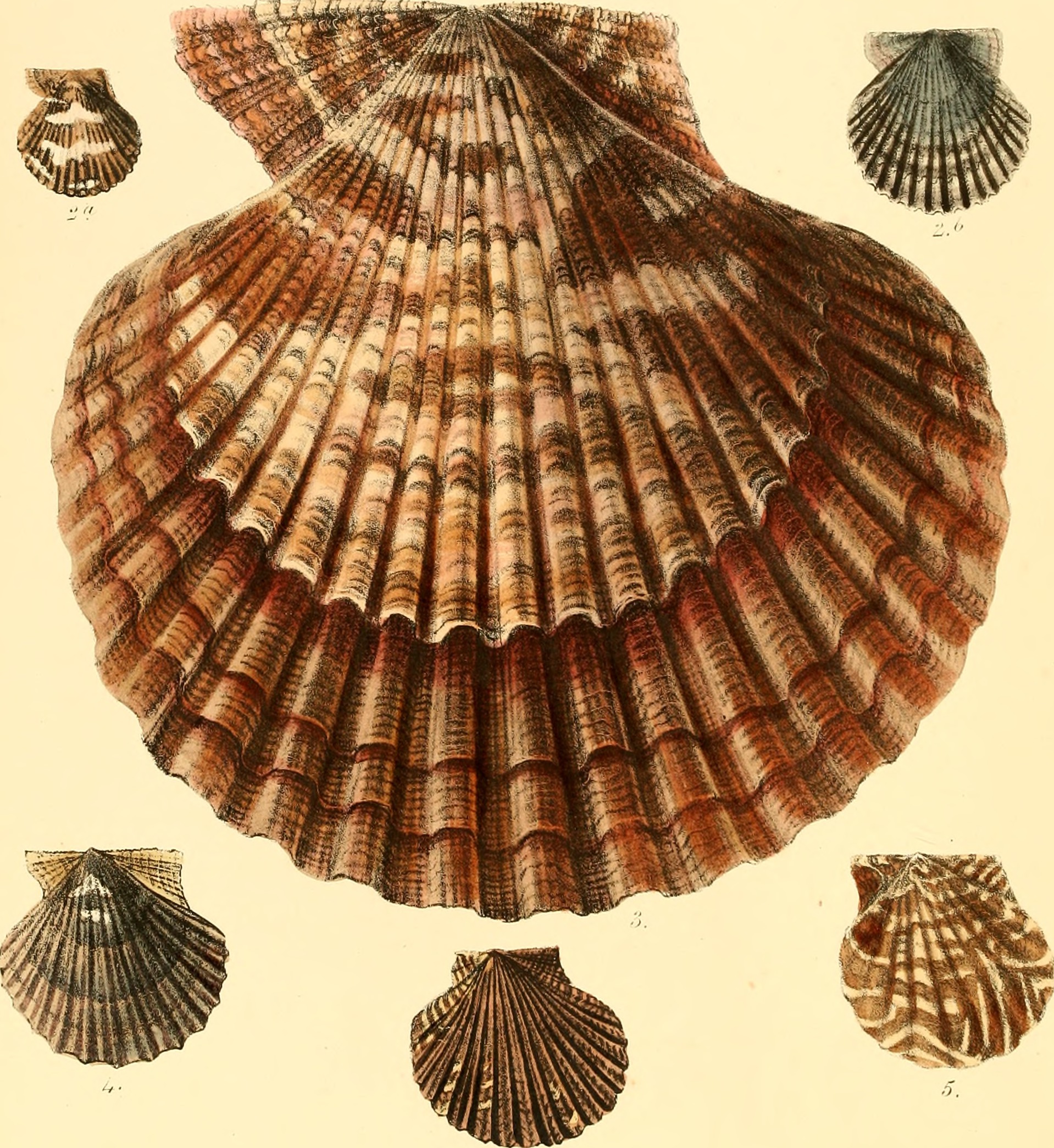 Conchologia iconica, or, Illustrations of the shells of molluscous animals (1855) (20489816278)