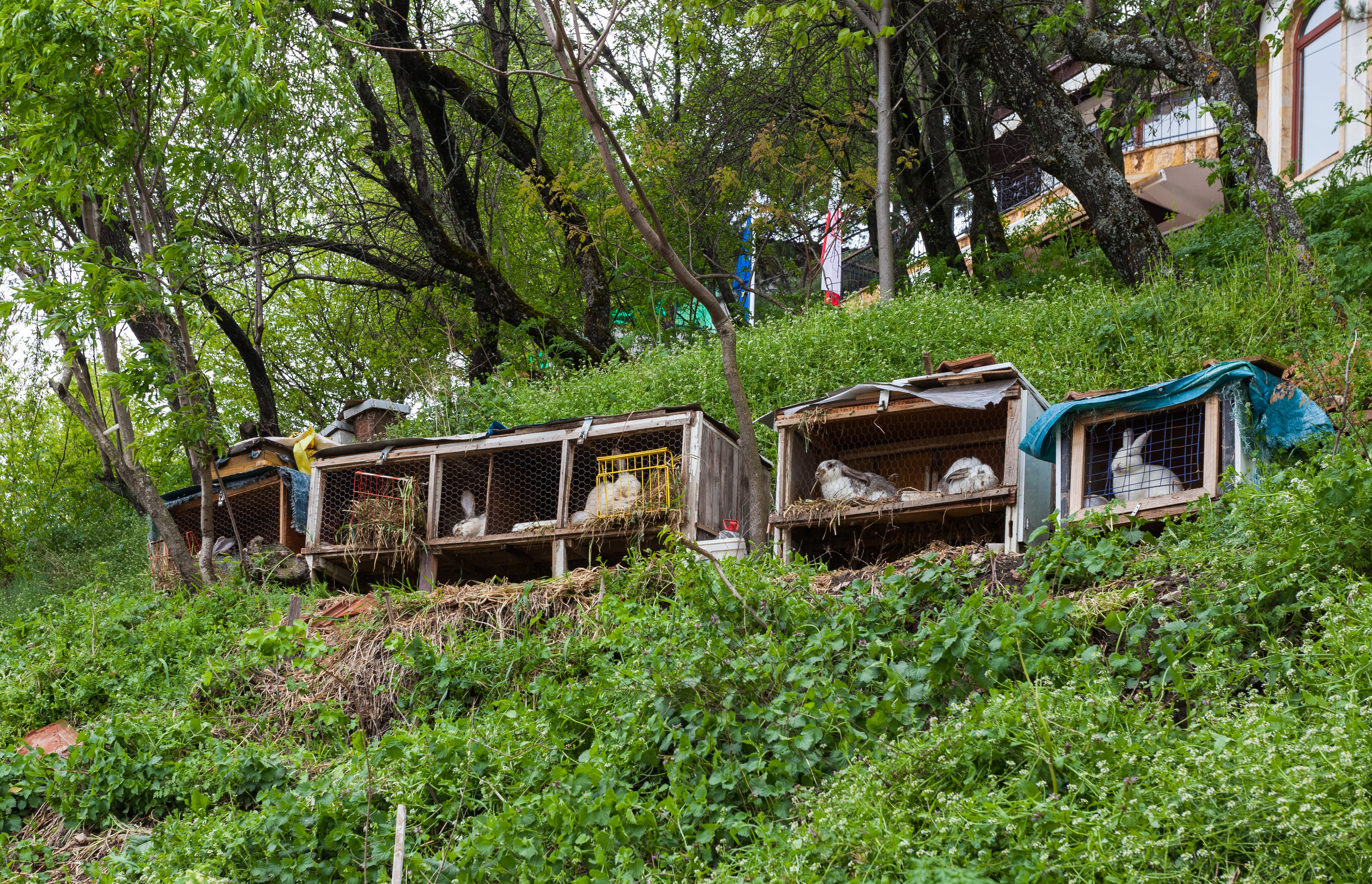 Conejos en Ohrid, Macedonia, 2014-04-17, DD 27