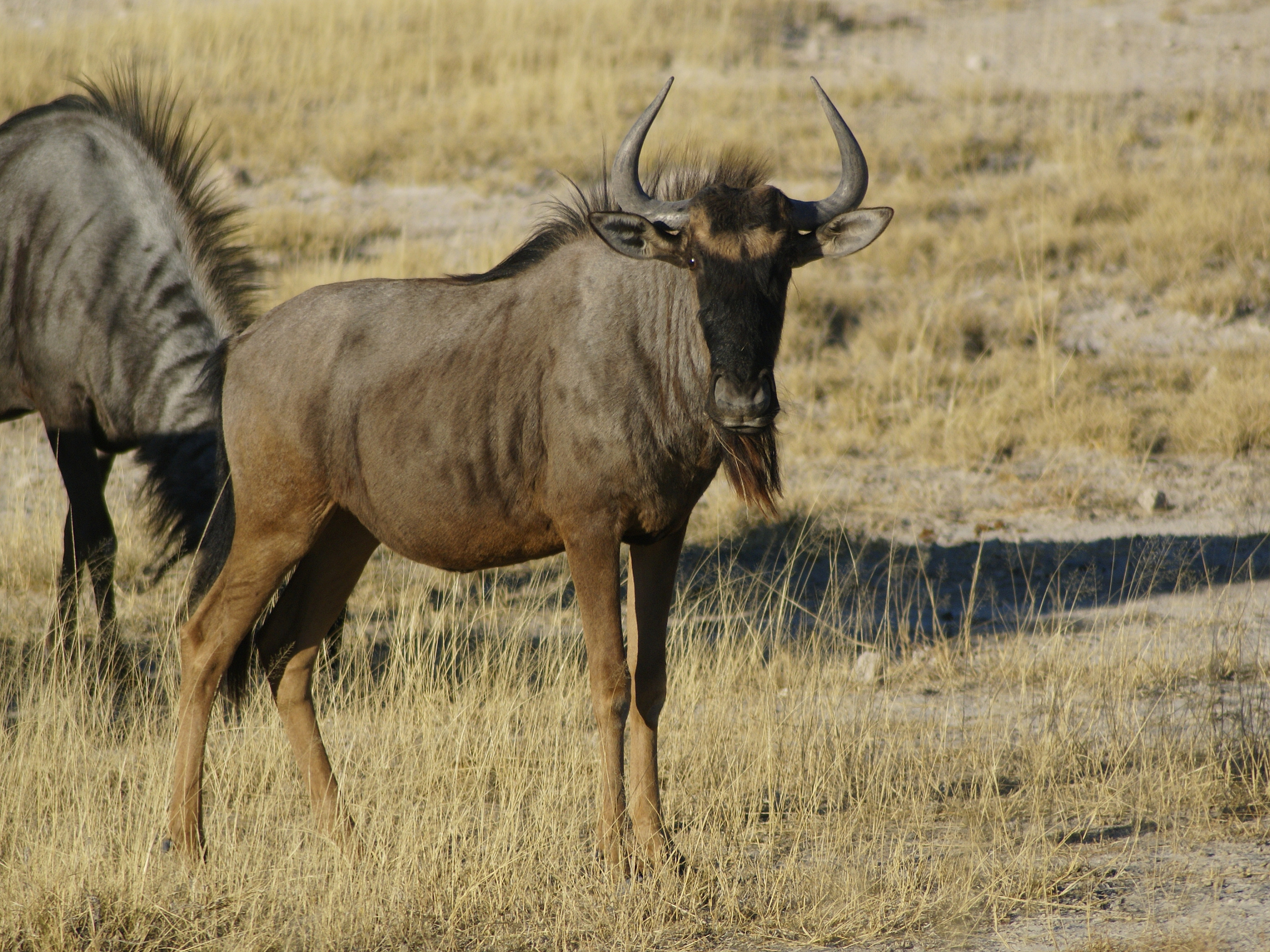 Connochaetes taurinus