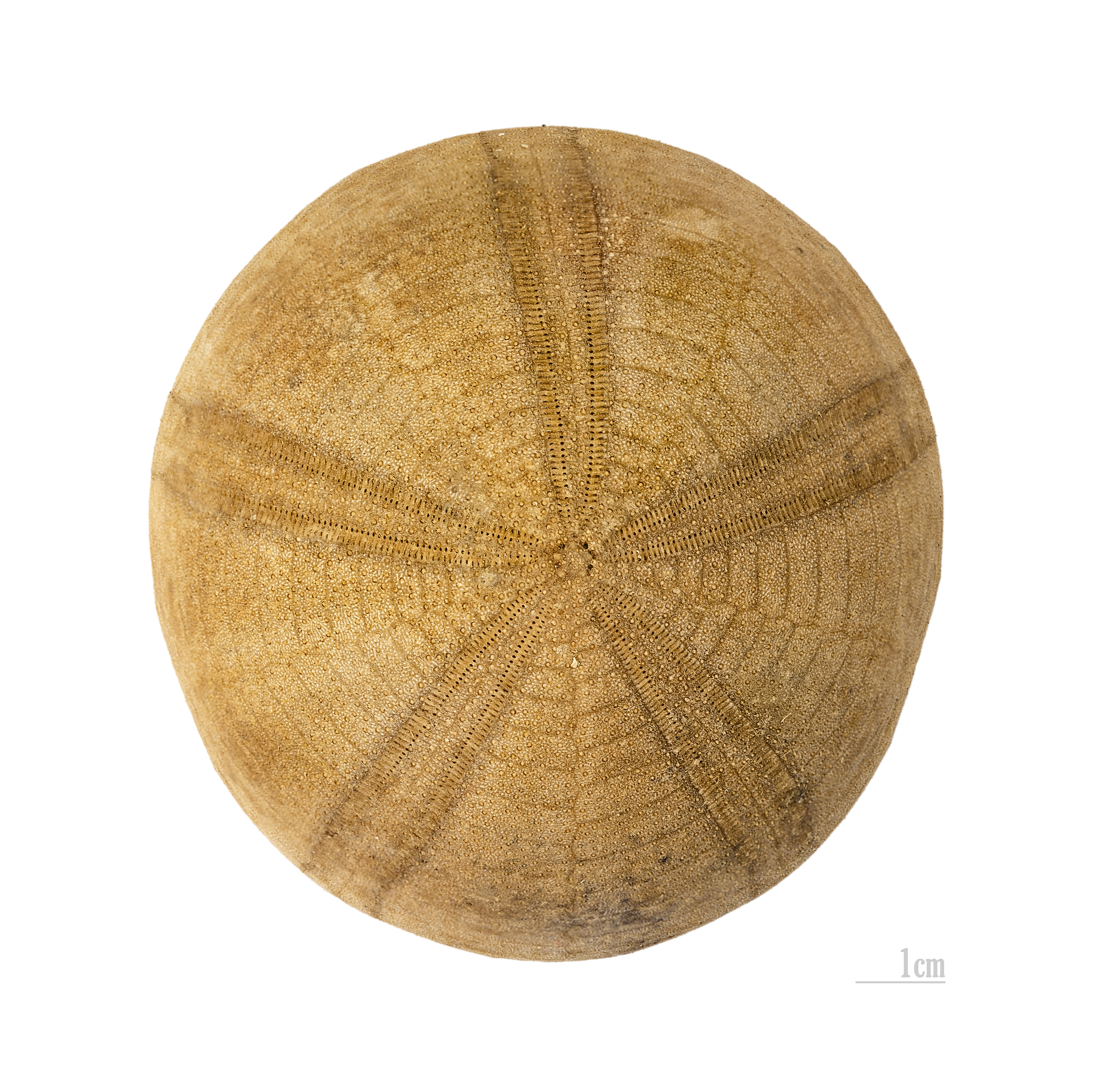 Conolampas diomedeae MHNT dos
