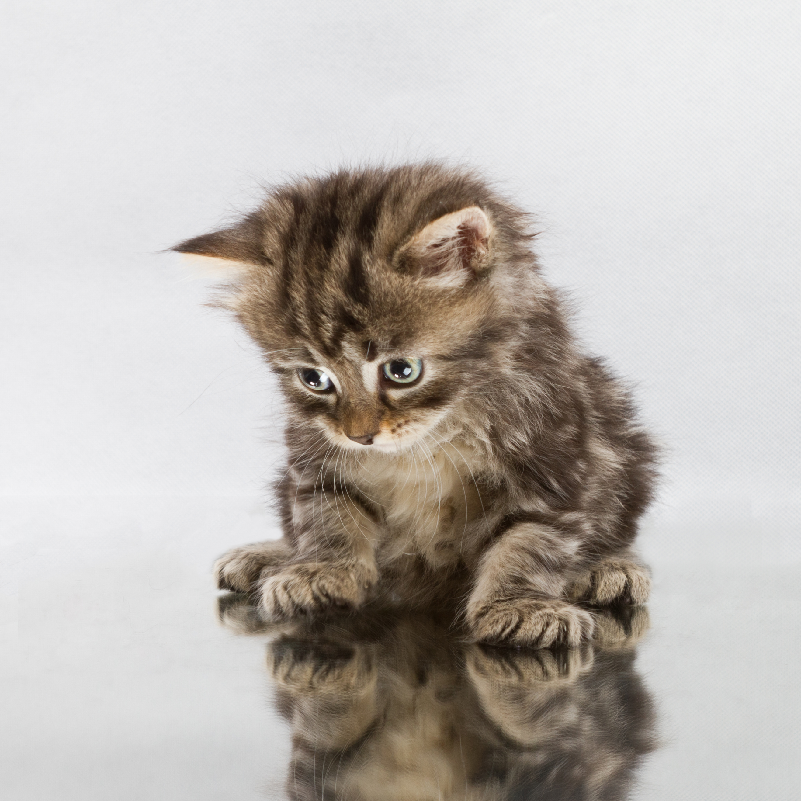 ContemplativeKitten