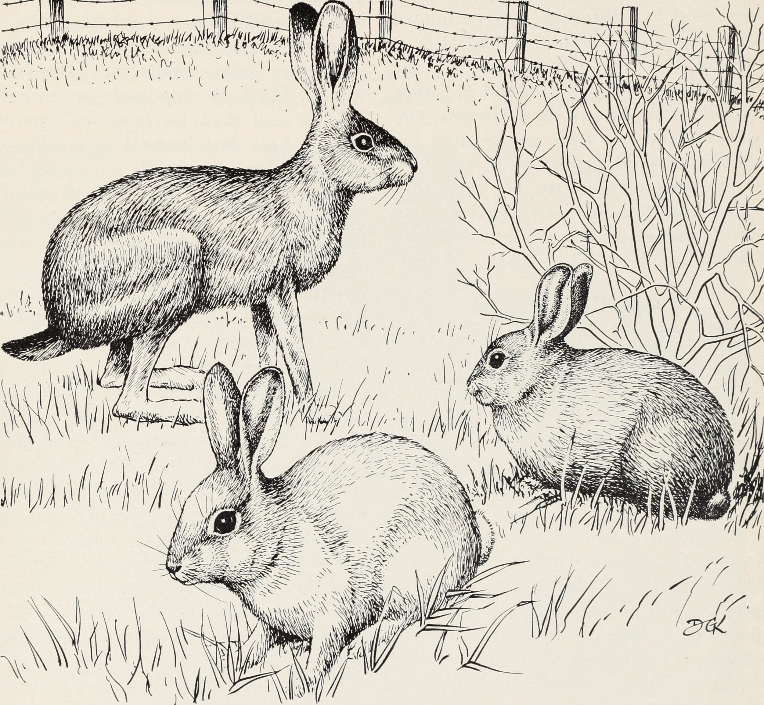 Control of field rodents in California (1949) (20692121555)