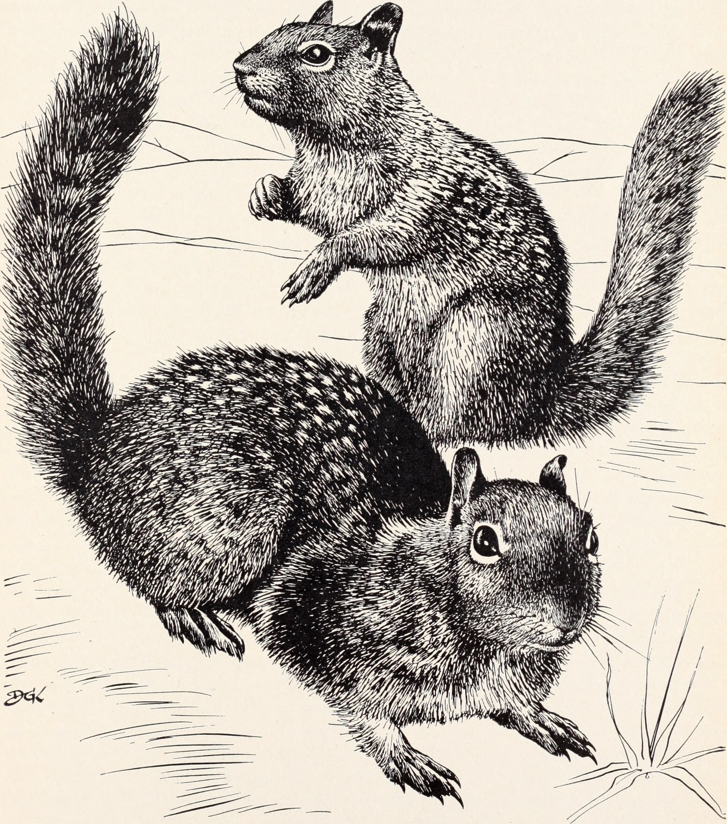 Controlling field rodents in California (1958) (20698677301)