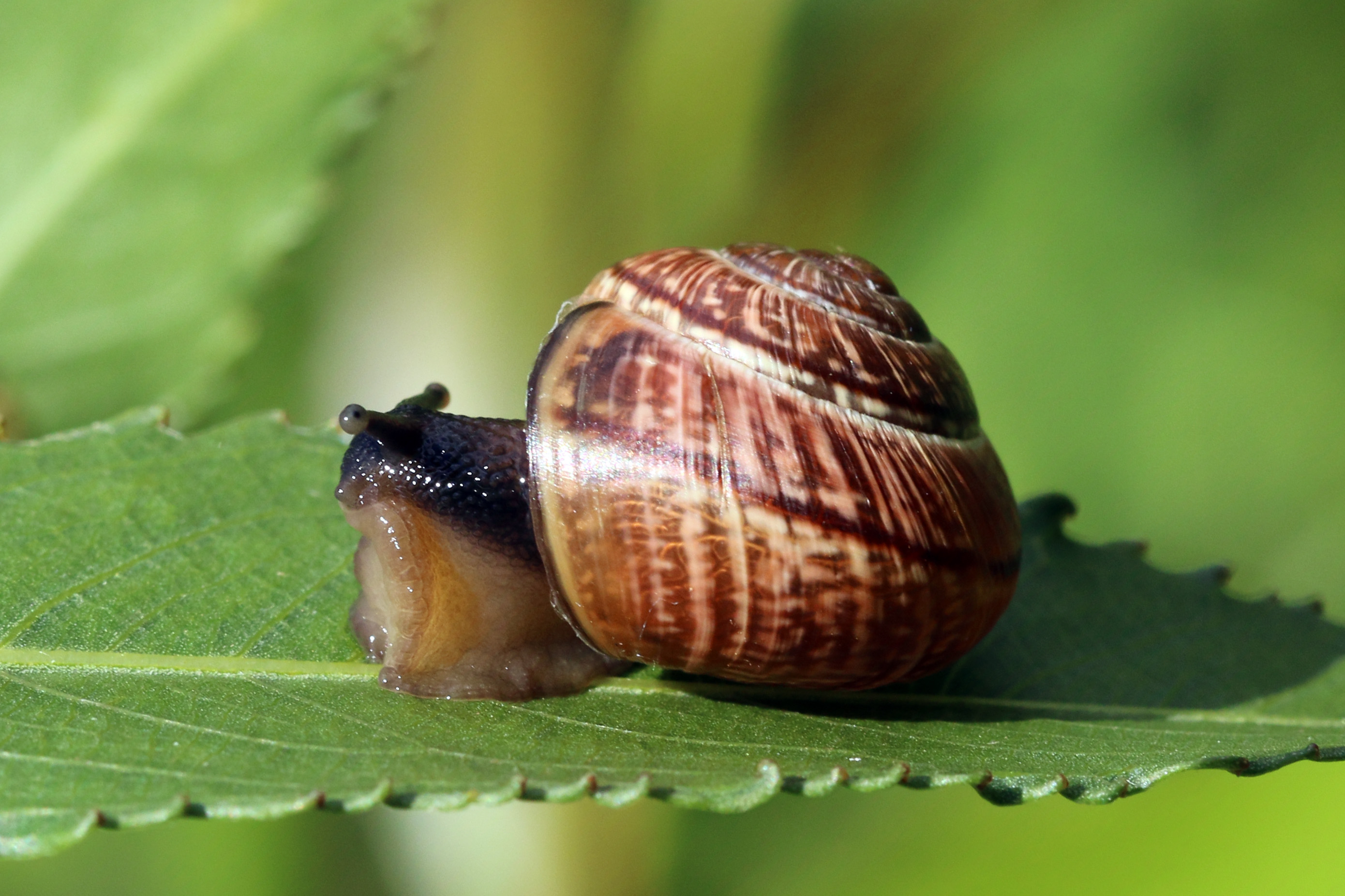 Copse snail (Arianta arbustorum)