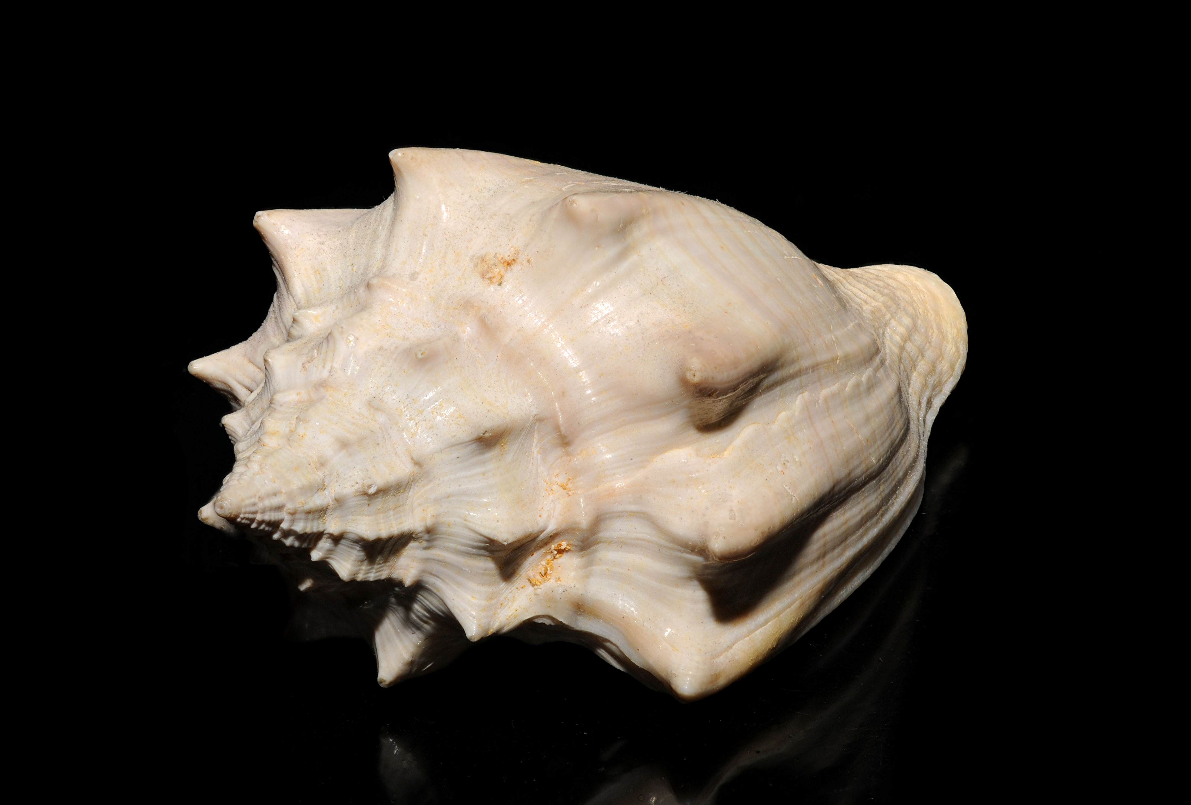 Coquillage