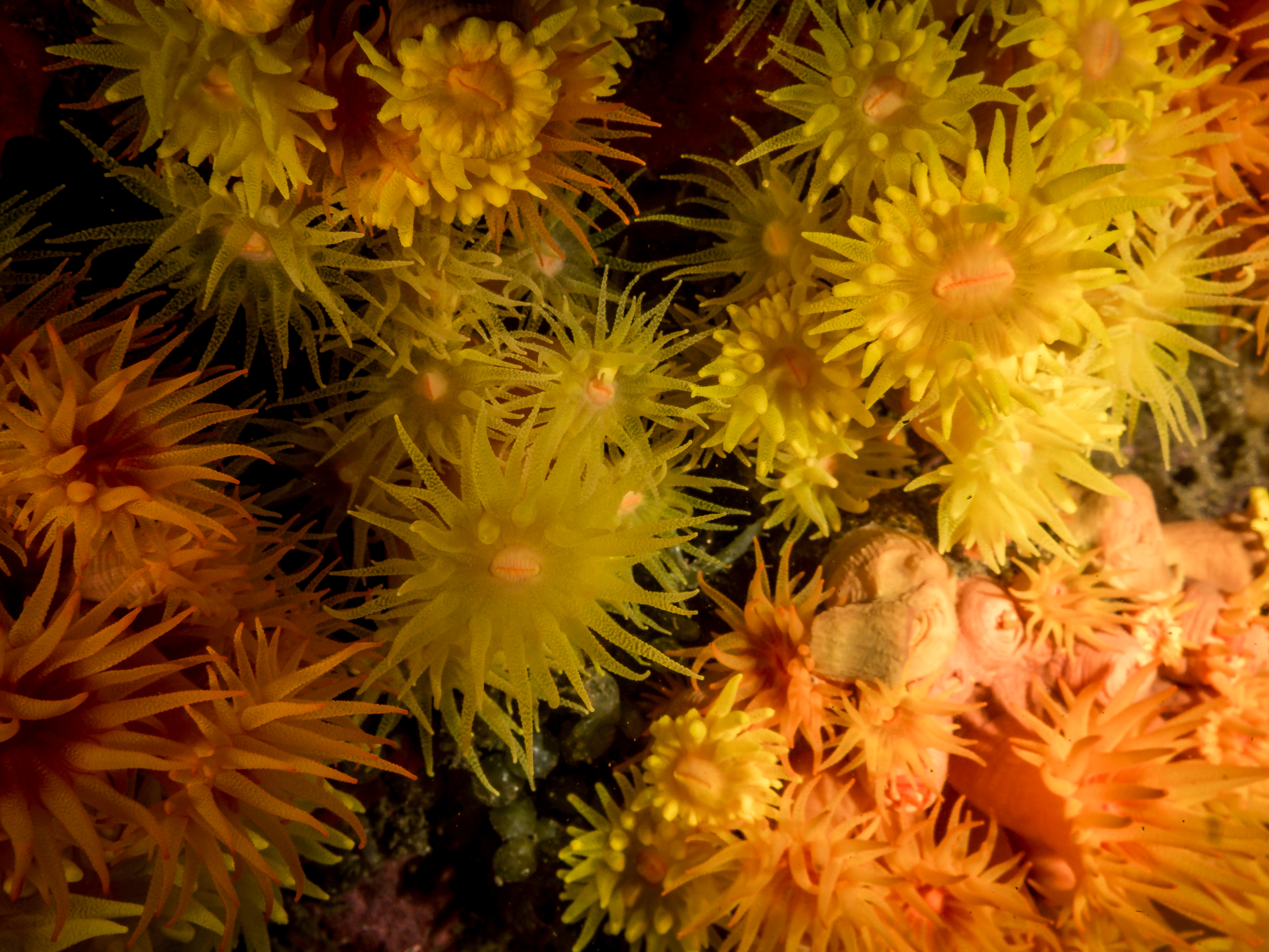 Coral Sol