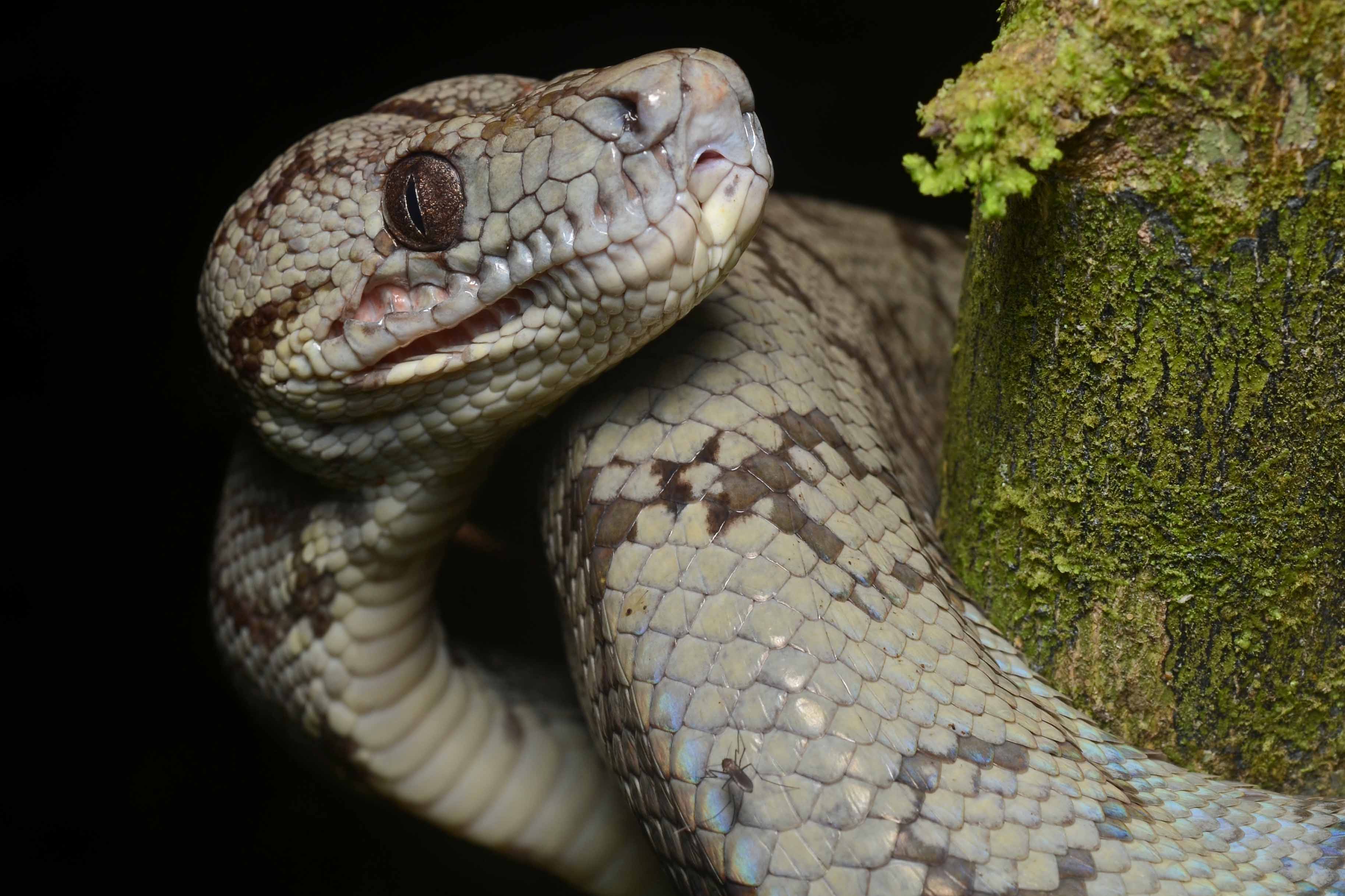 Corallus hortulanus head, Peru