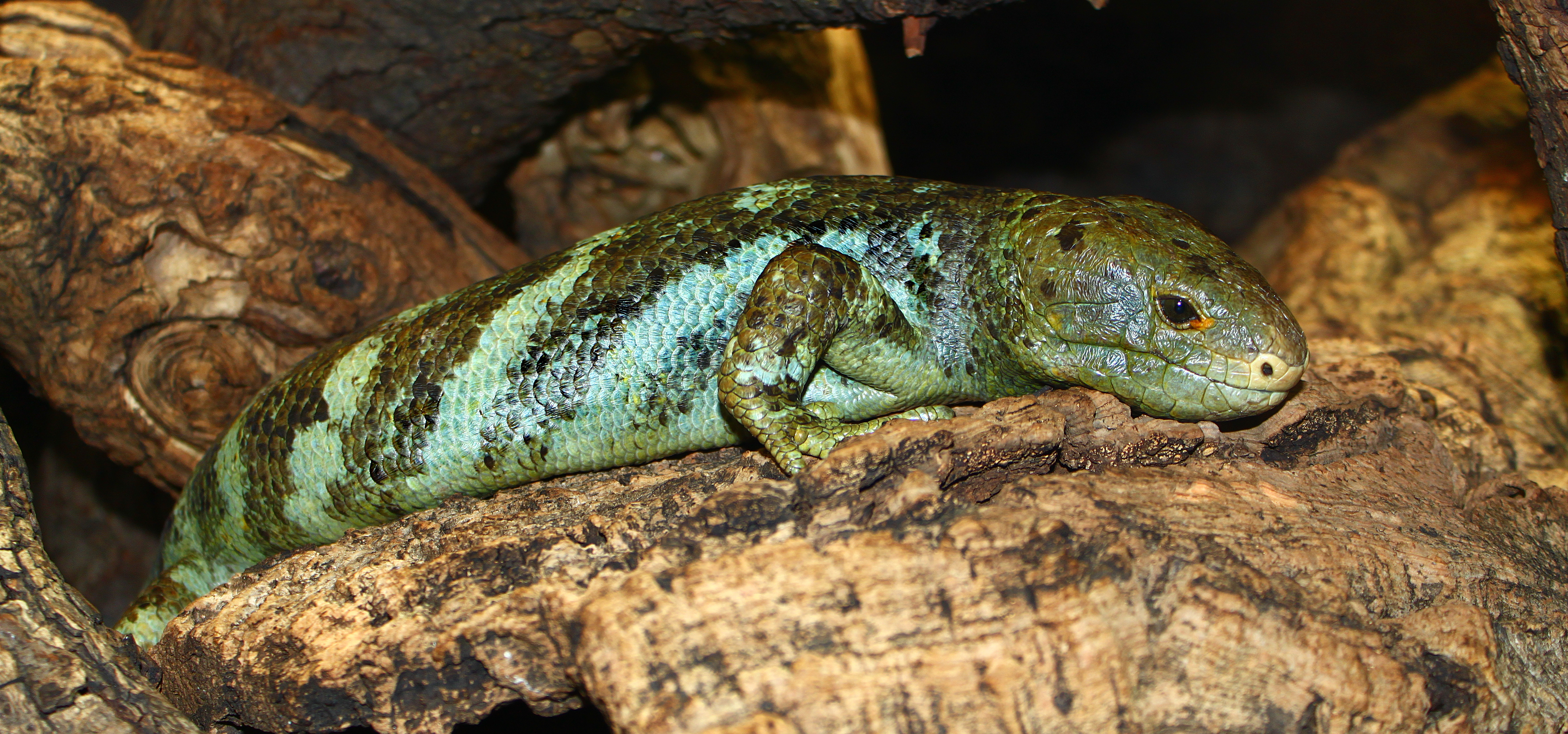 Corucia zebrata 01