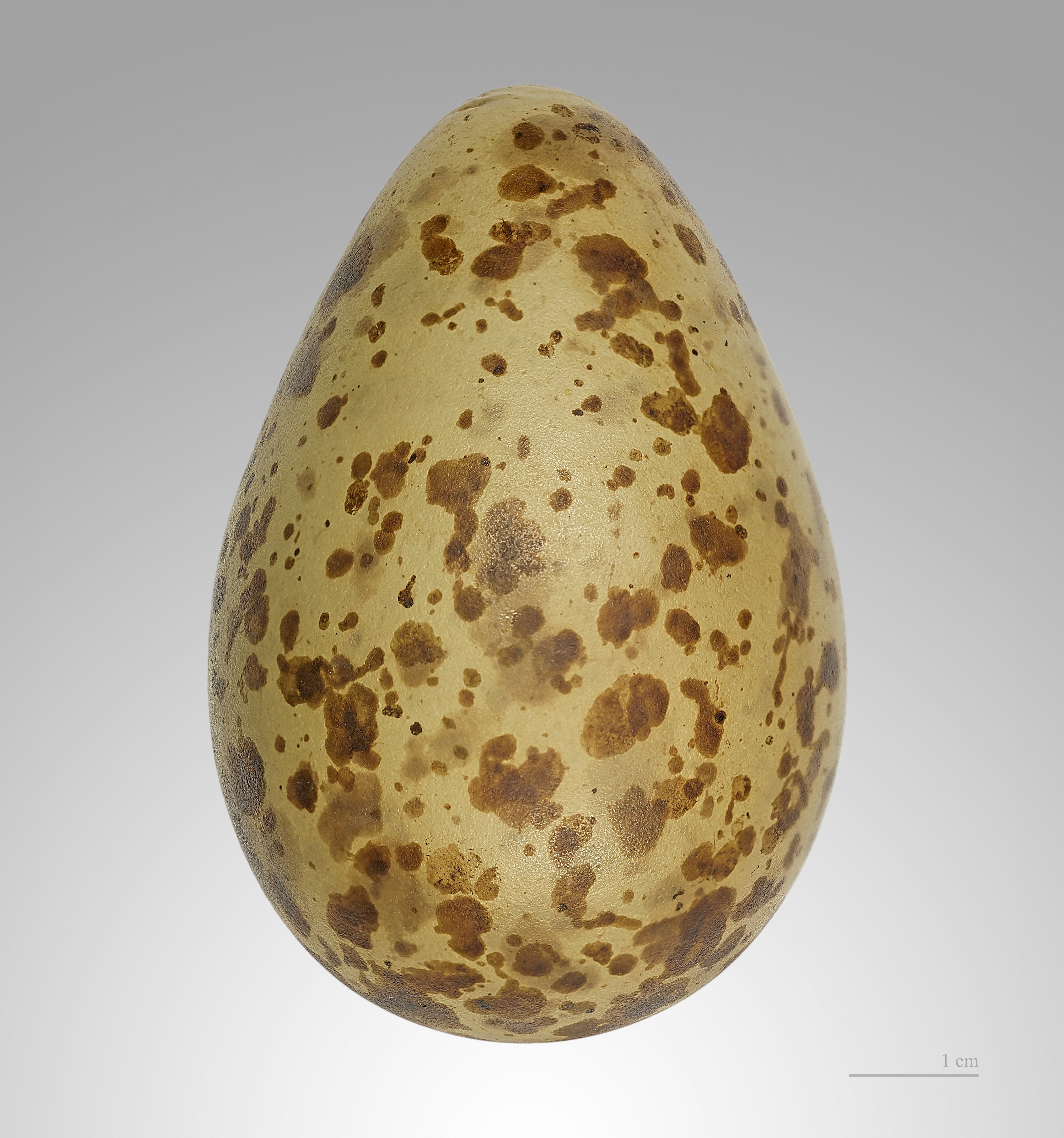 Courlis cendré MHNT
