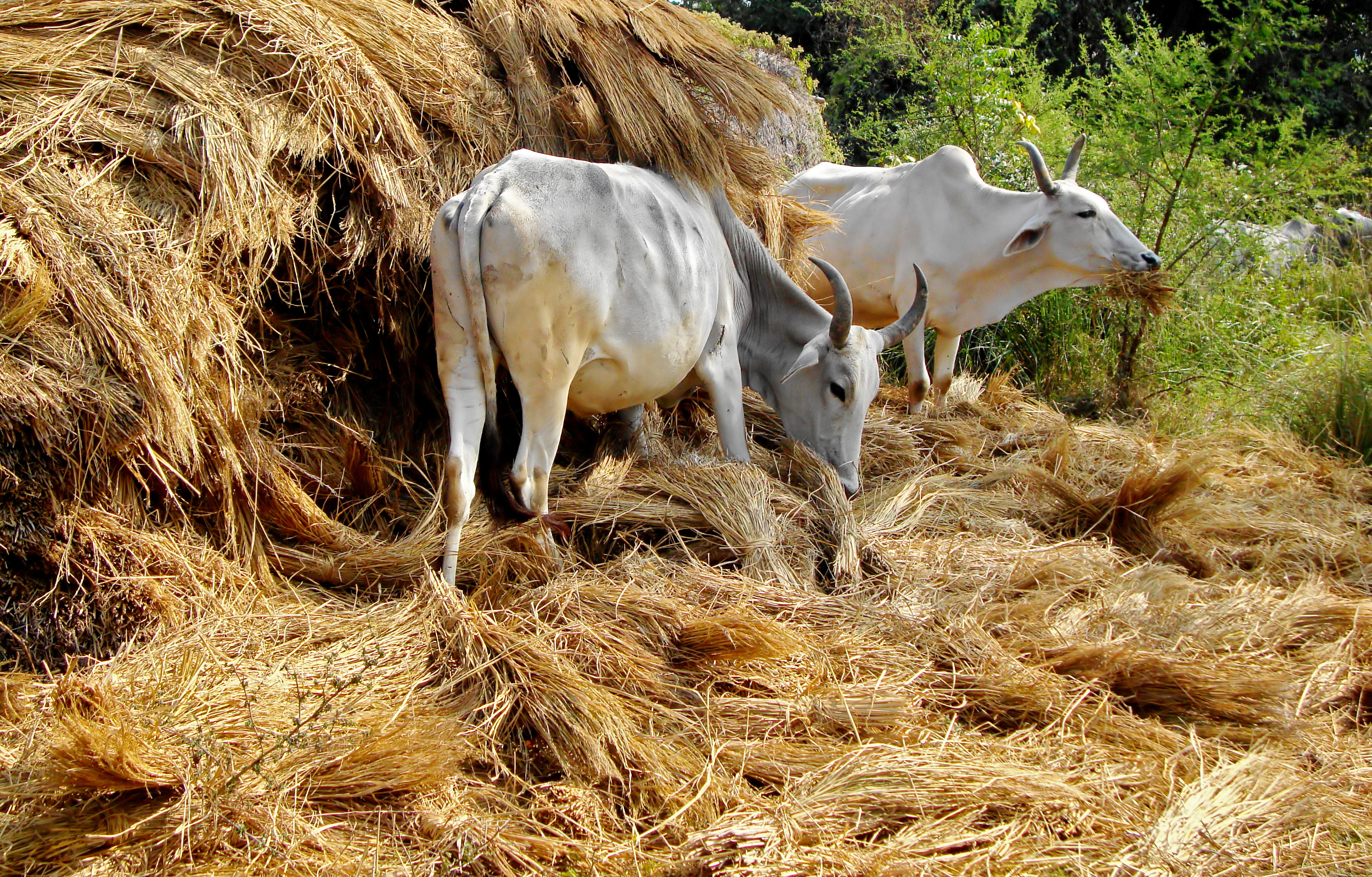 Cow 02 01 2012