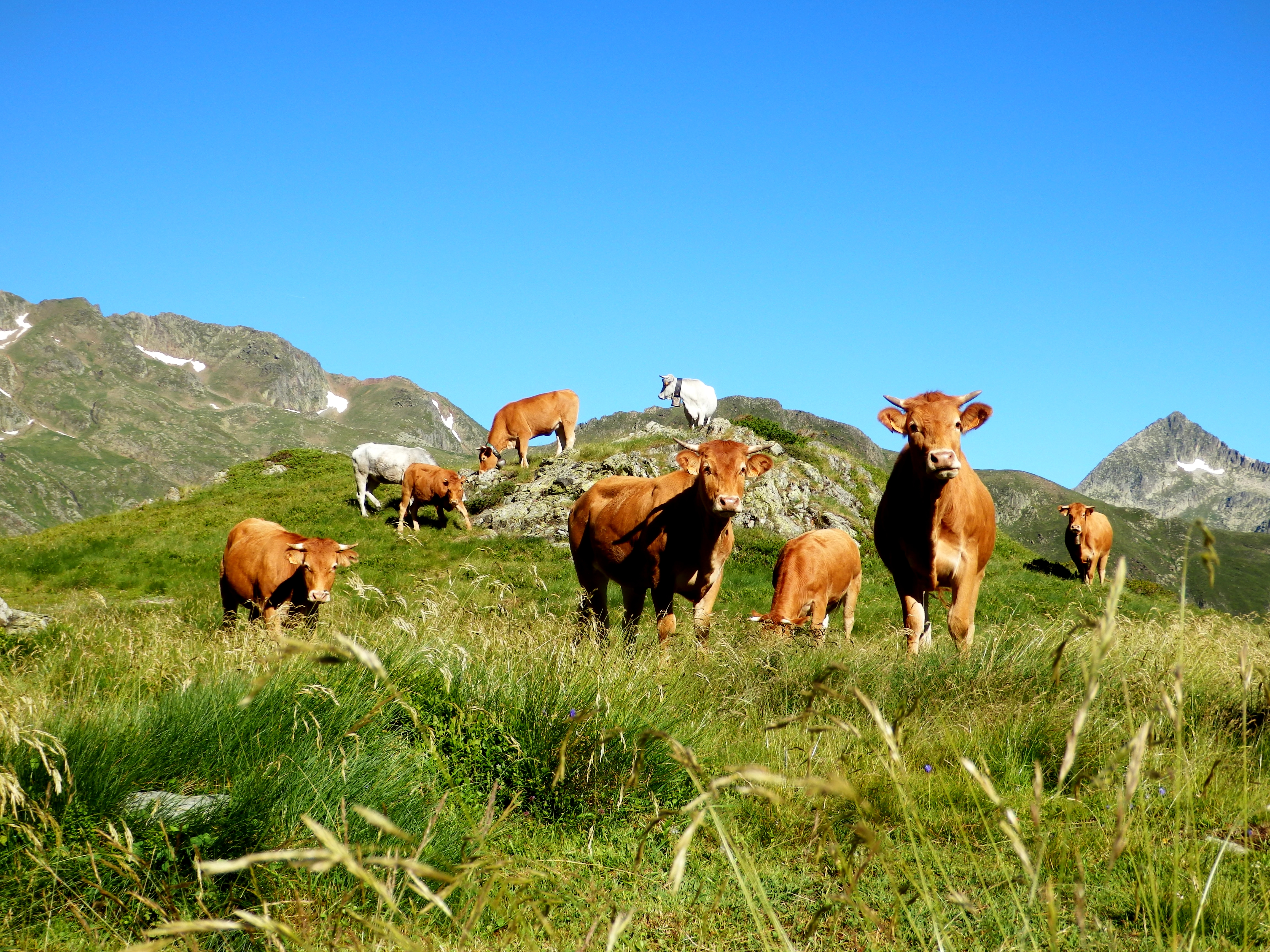 Cow in Ariège