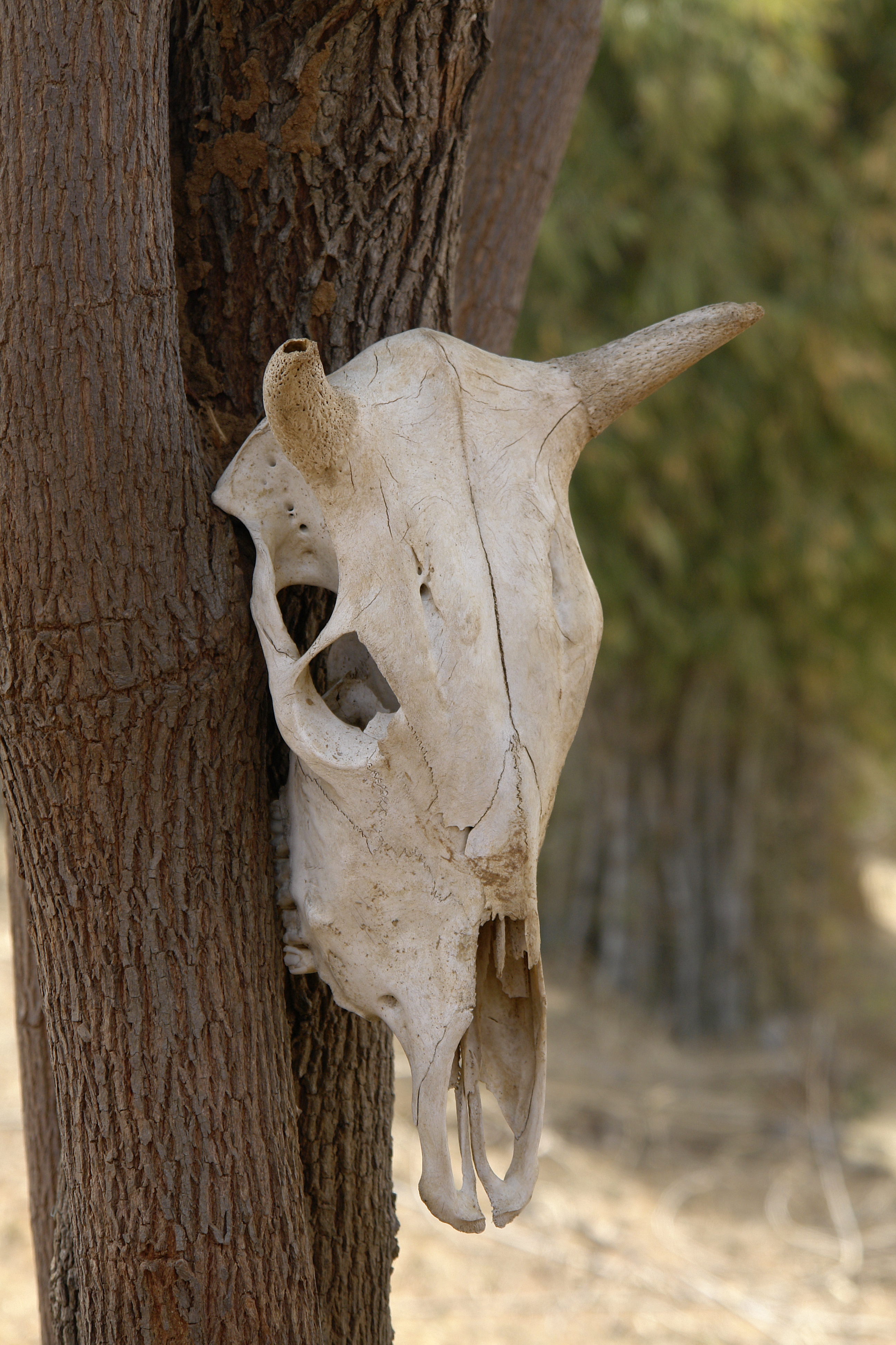 Cow skull, Umaria district, Madhya Pradesh, India