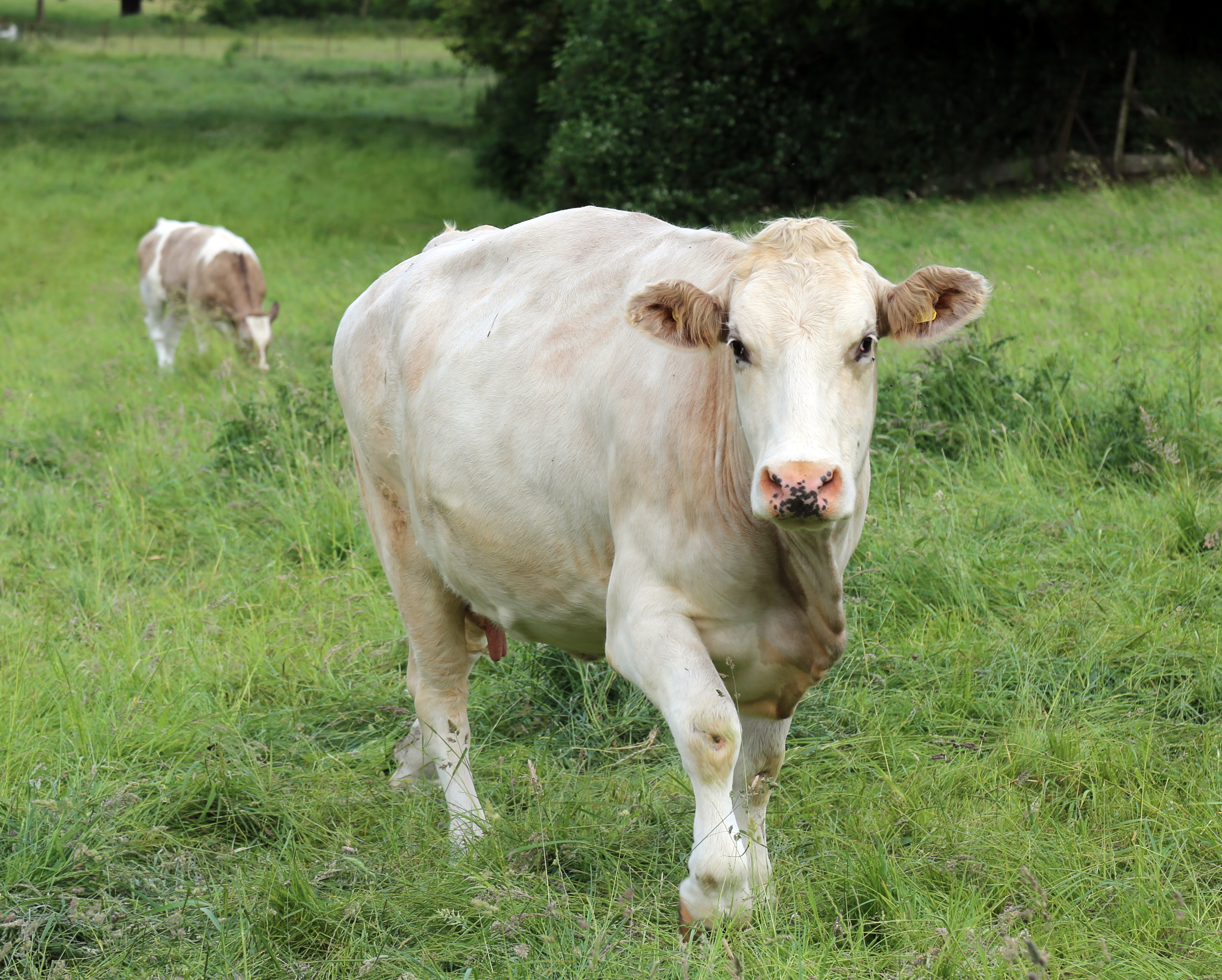 Cows at Great Waltham village, Essex, England 07