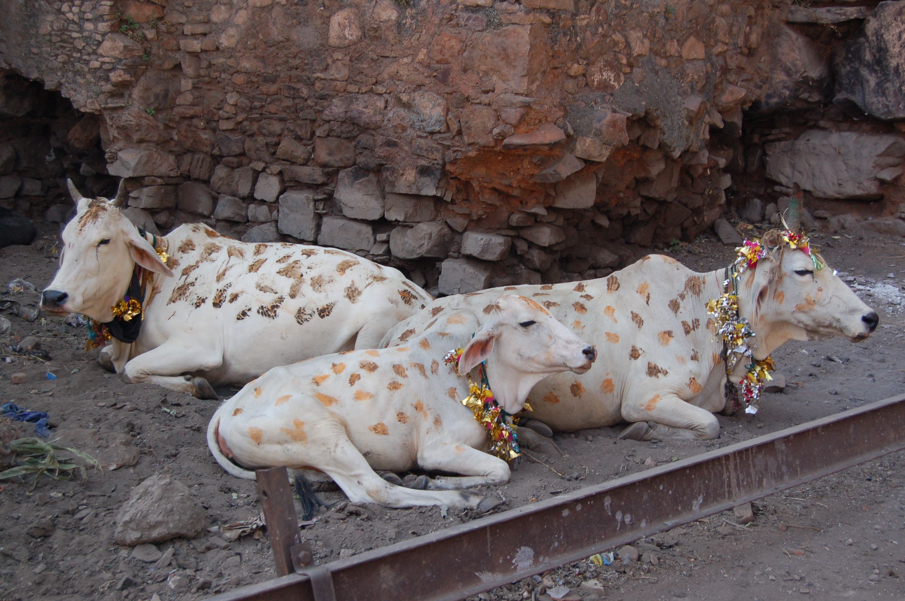 Cows decorated for Diwali