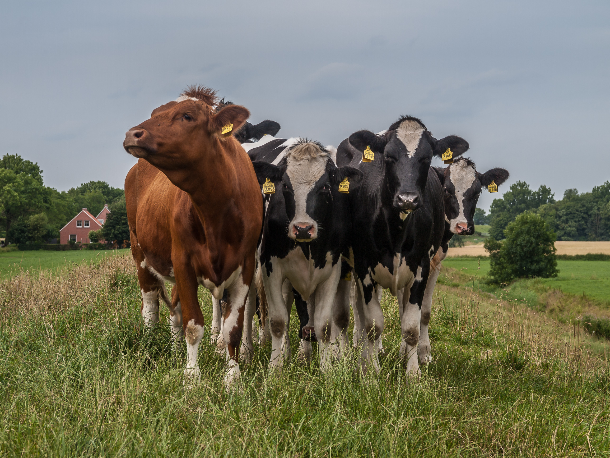 Cows on German sleeper dike