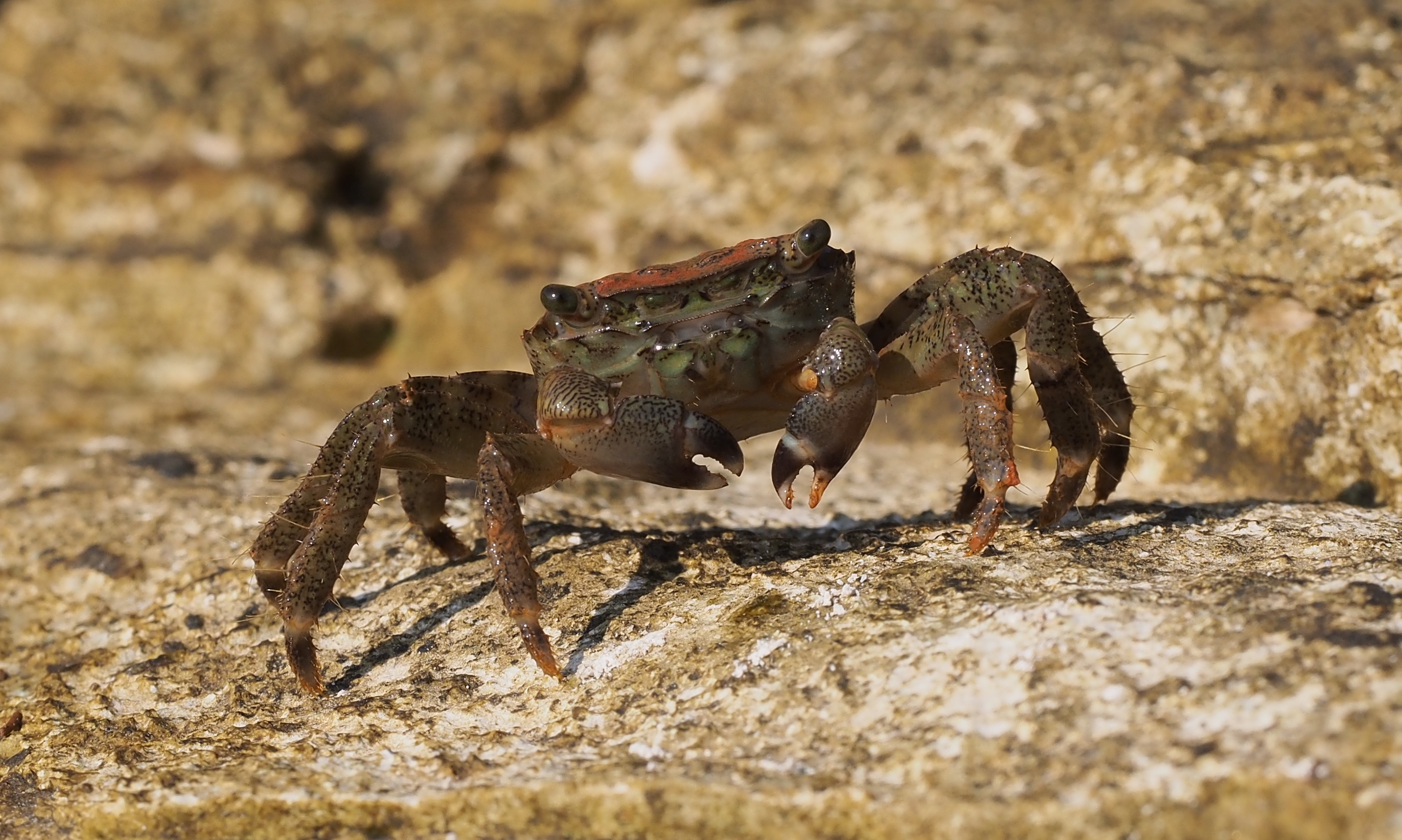 Crab (Pachygrapsus marmoratus)