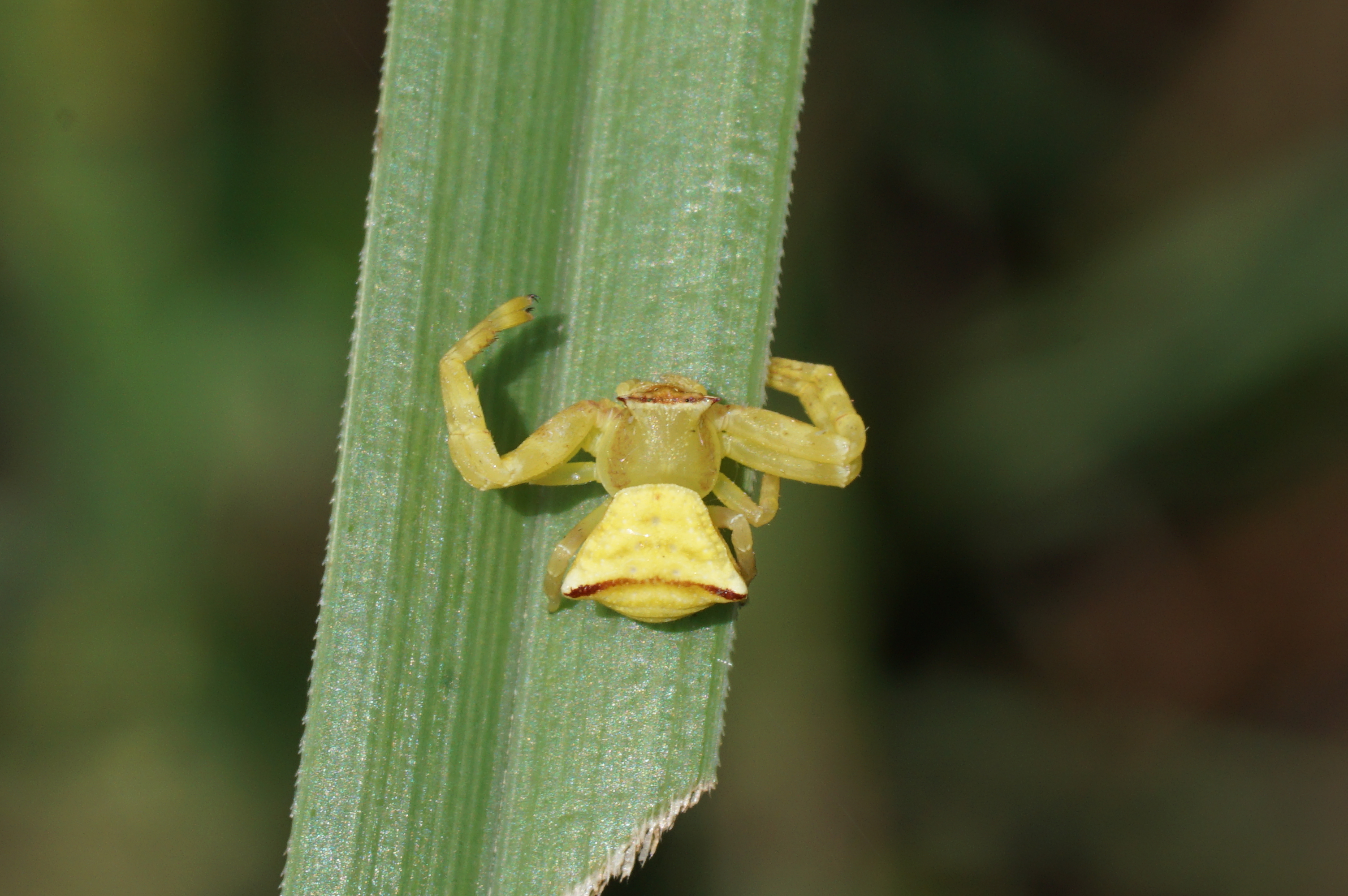 Crab Spider 09982