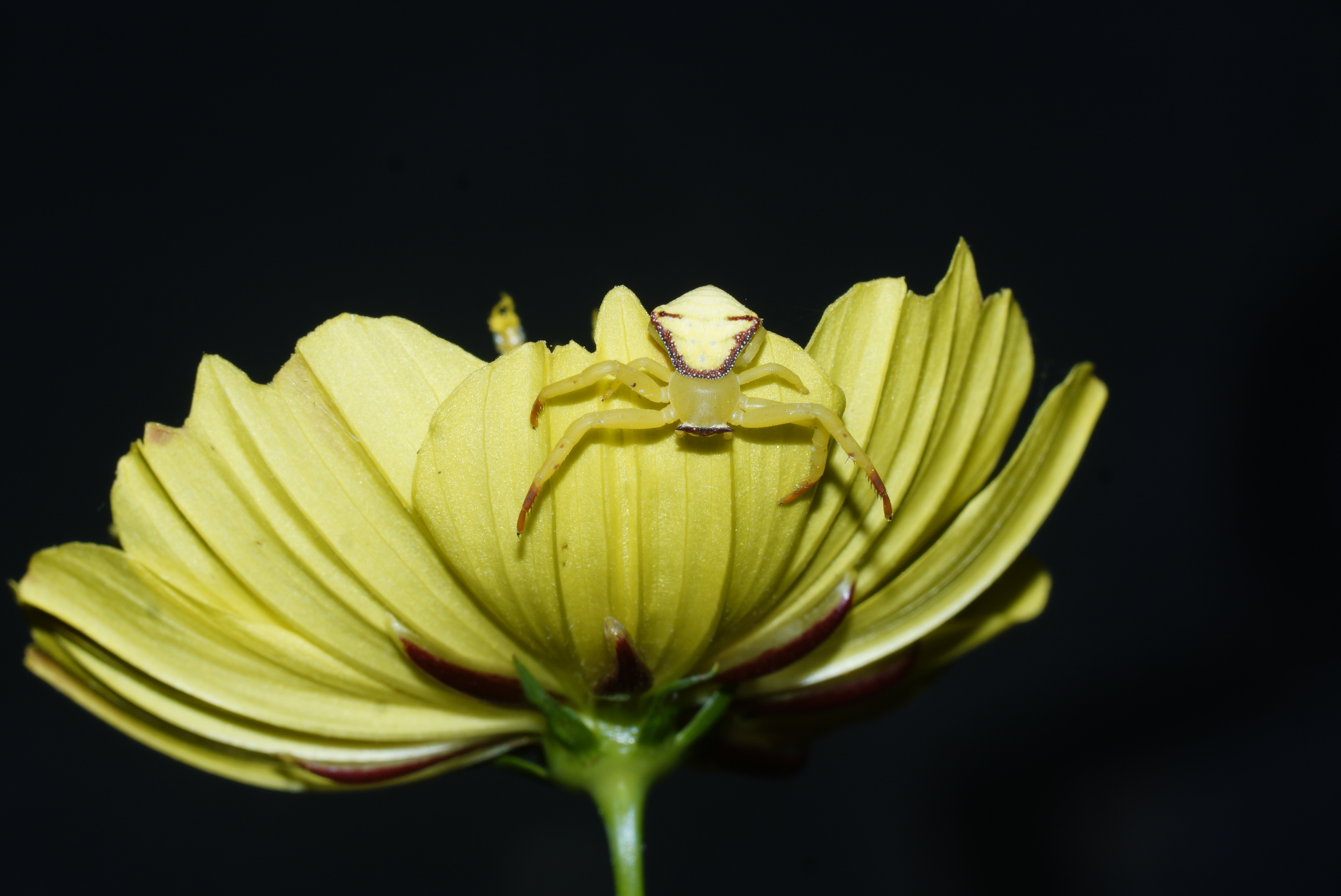 Crab Spider 6339