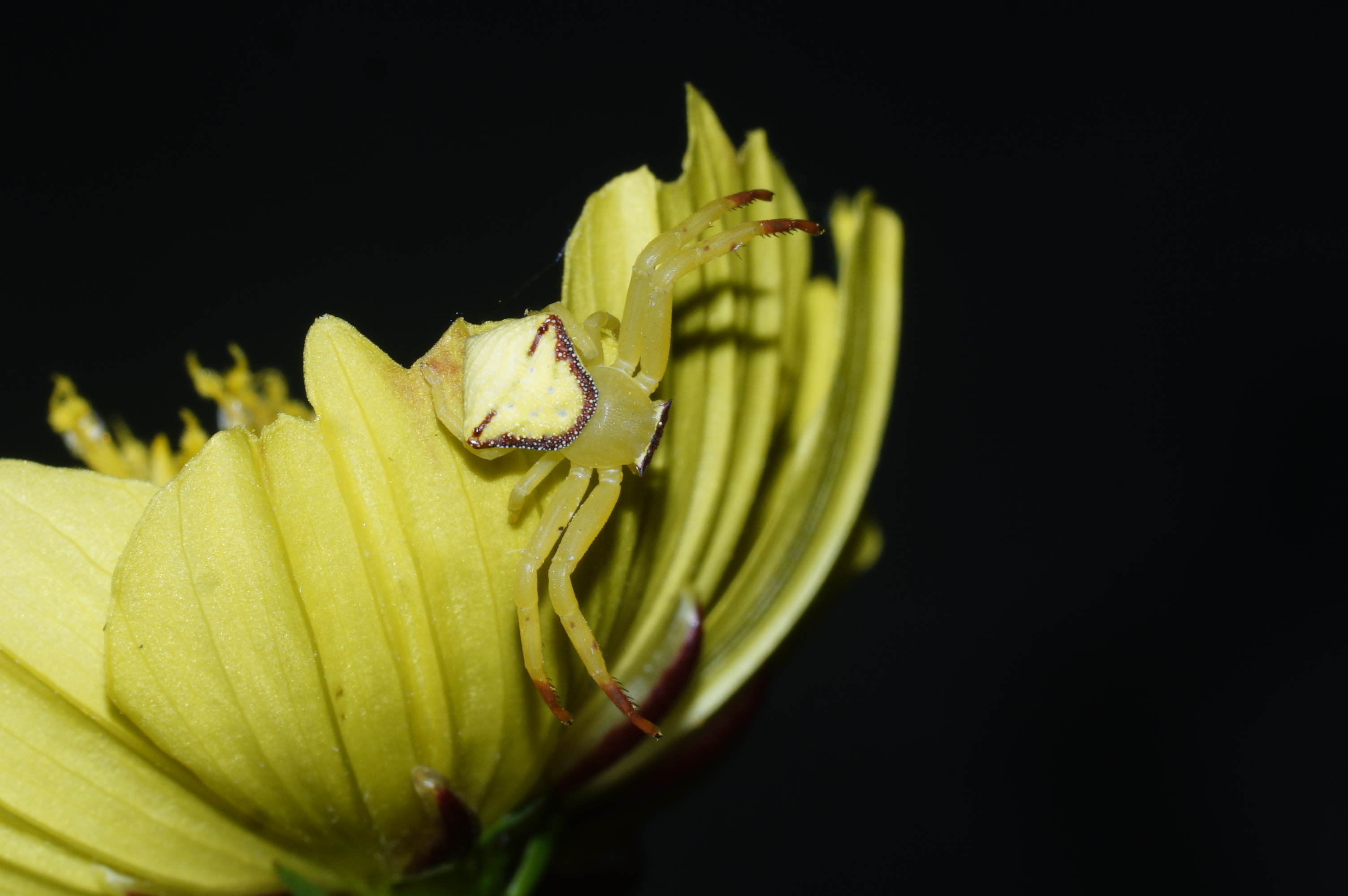 Crab Spider 6344
