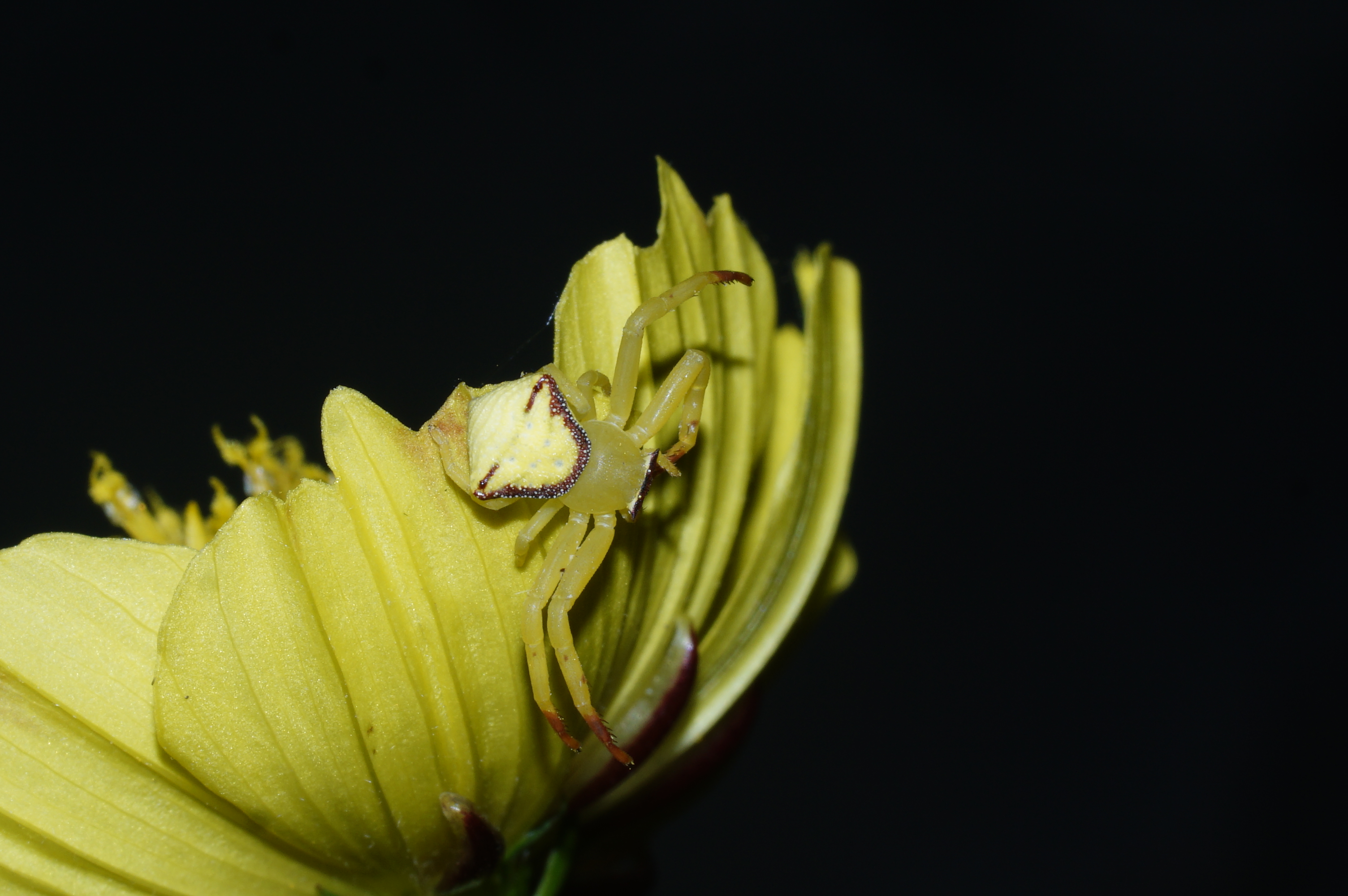 Crab Spider 6345