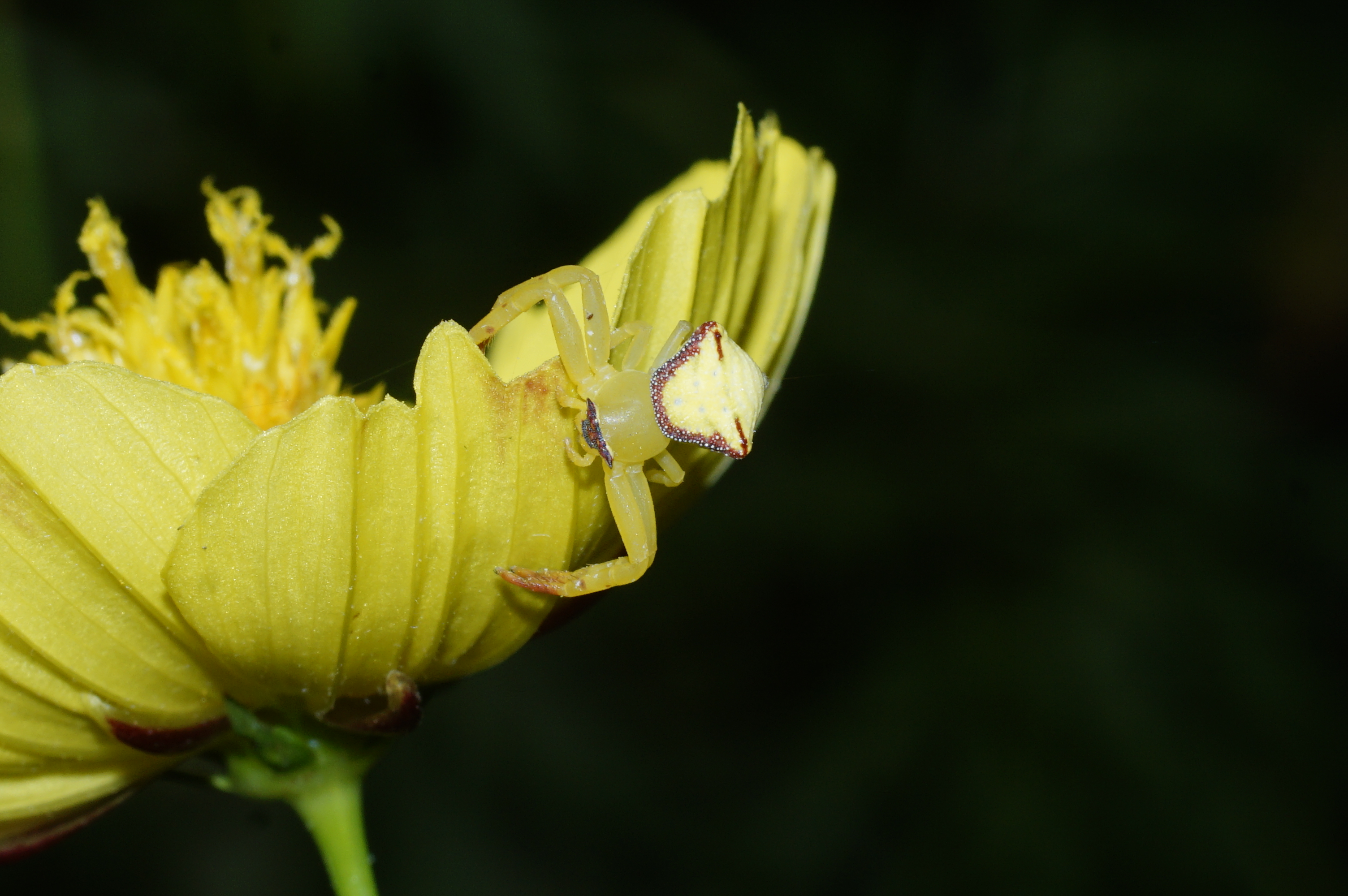 Crab Spider 6354