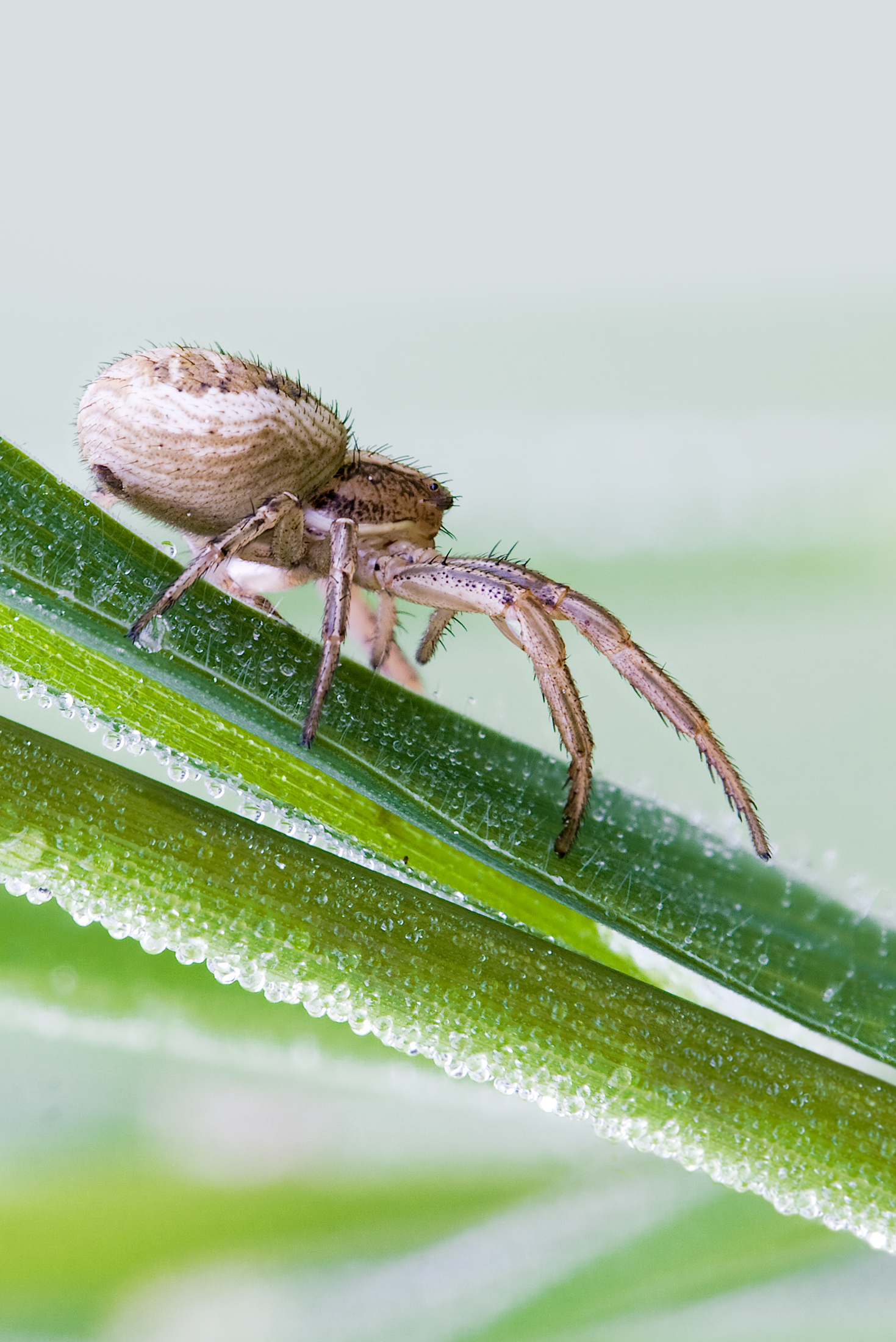 Crab spider'Xysticus sp