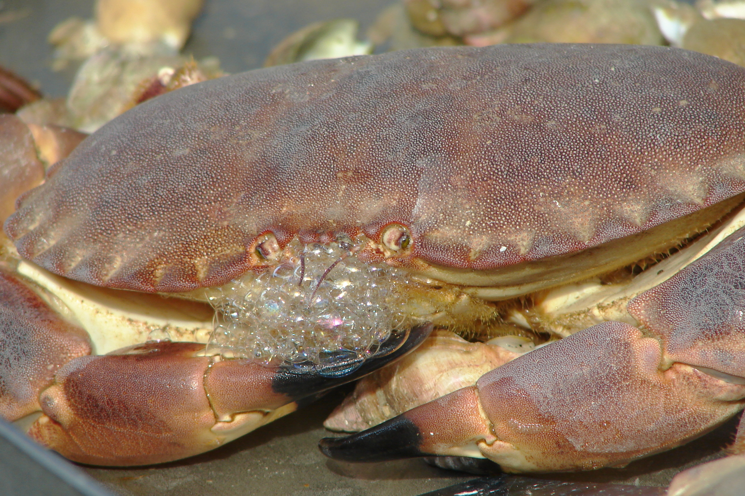 Crabe DSC00639