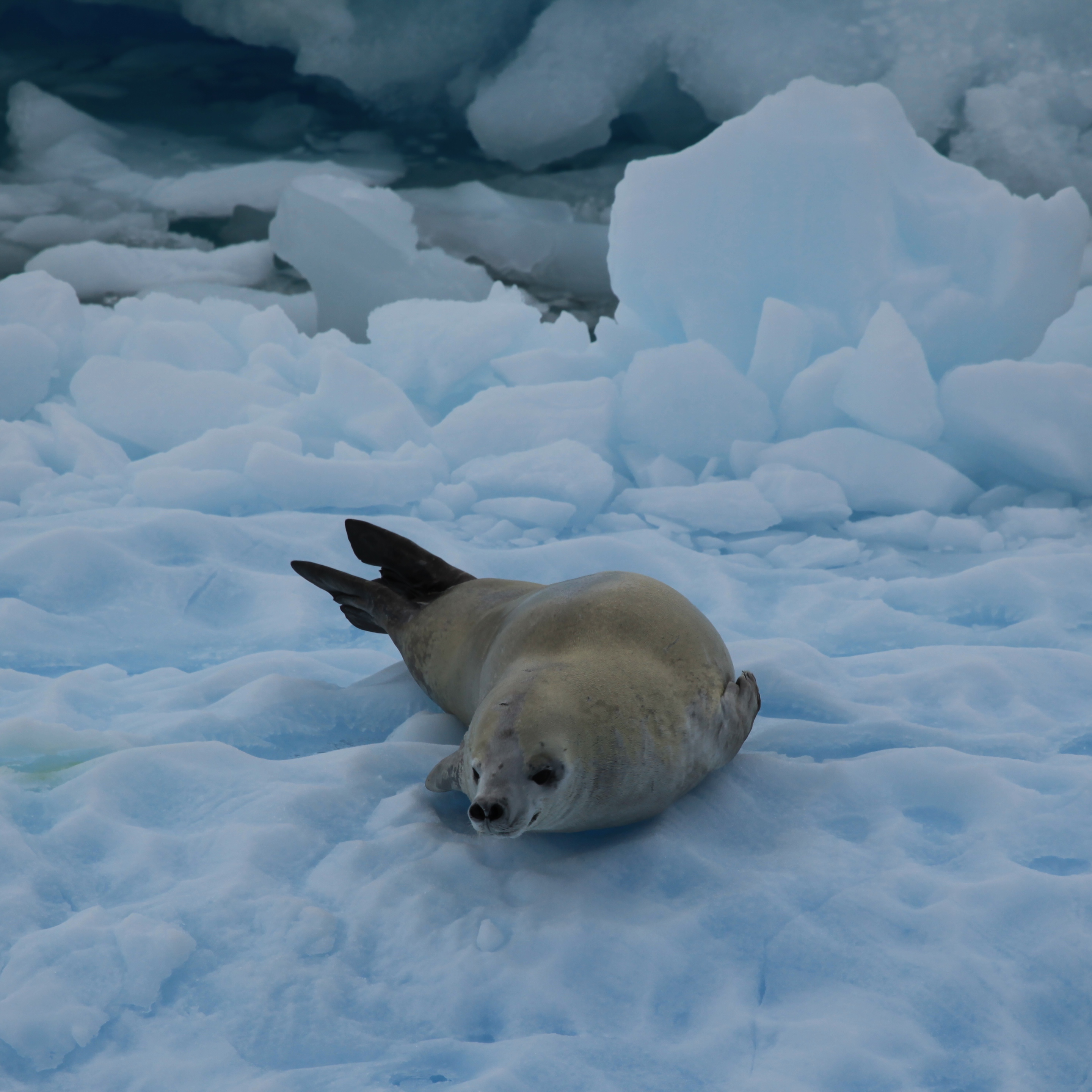 Crabeater Seal in the Lemaire Channel, Antarctica (6054118477)