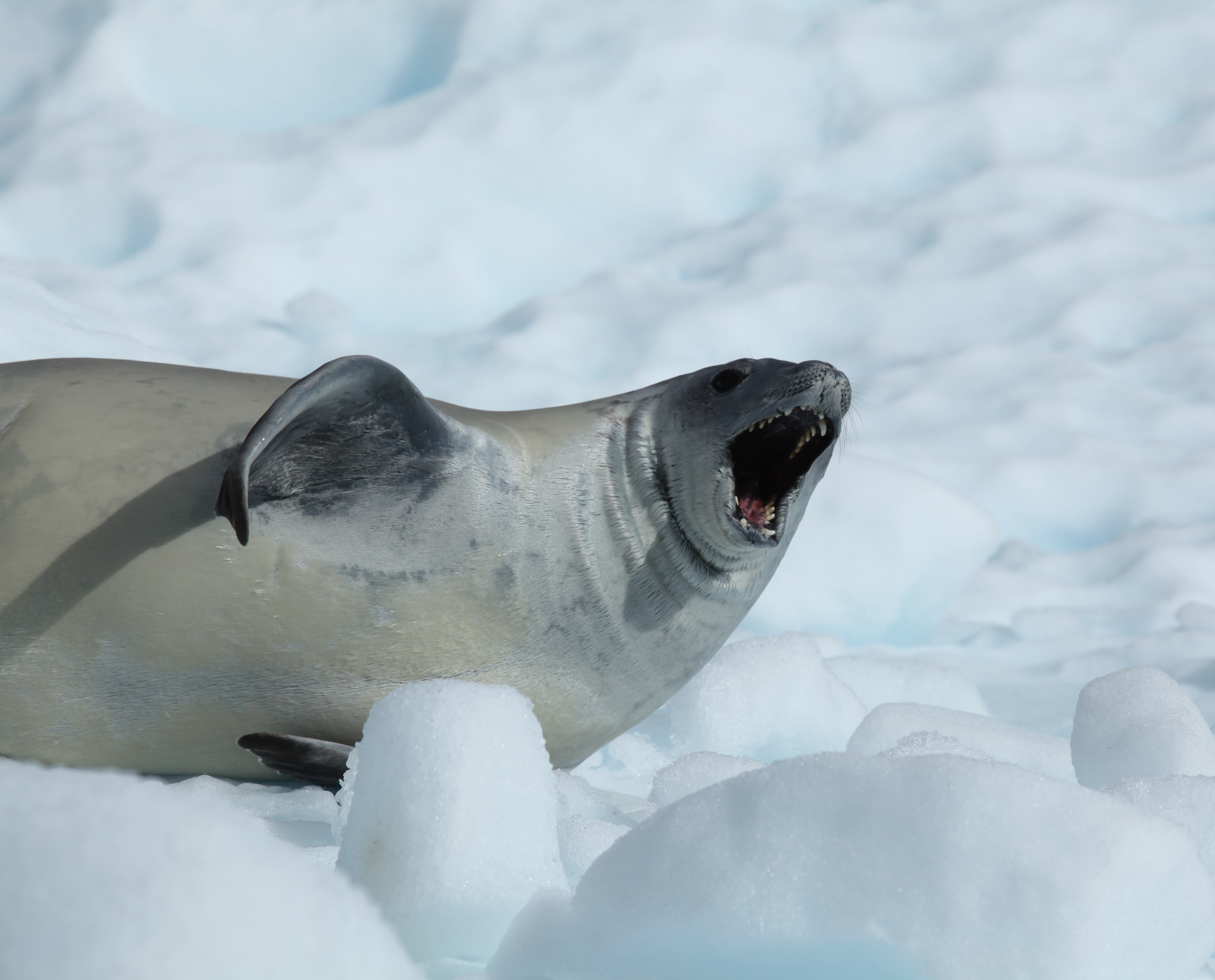 Crabeater Seal yawning in Pléneau Bay, Antarctica (6059156868)
